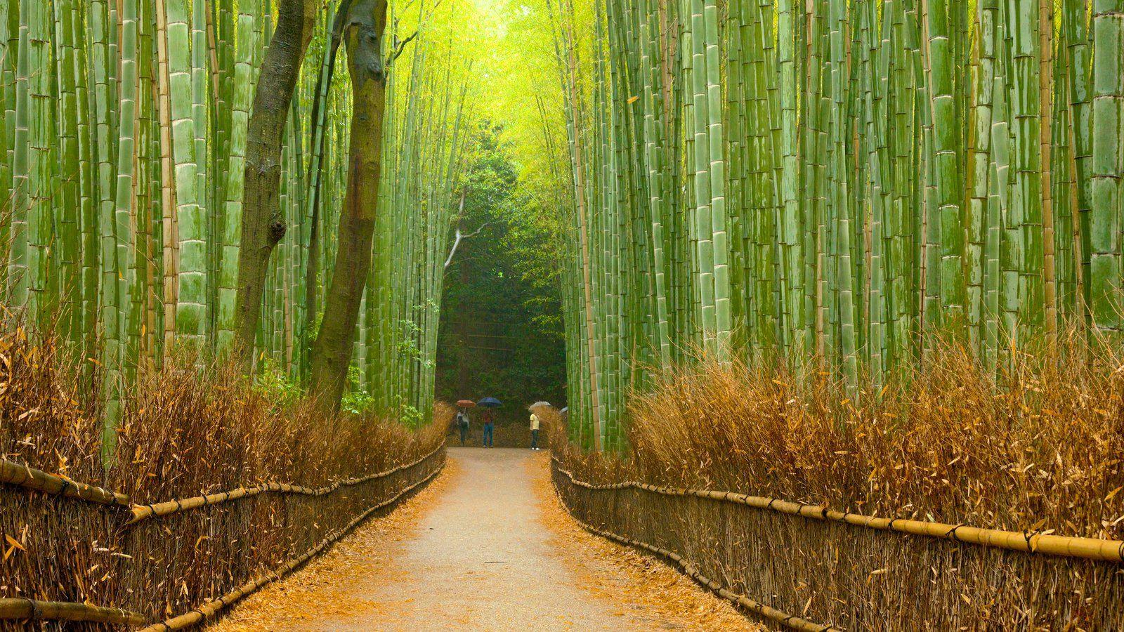 Sagano Bamboo Forest Wallpapers Wallpaper Cave