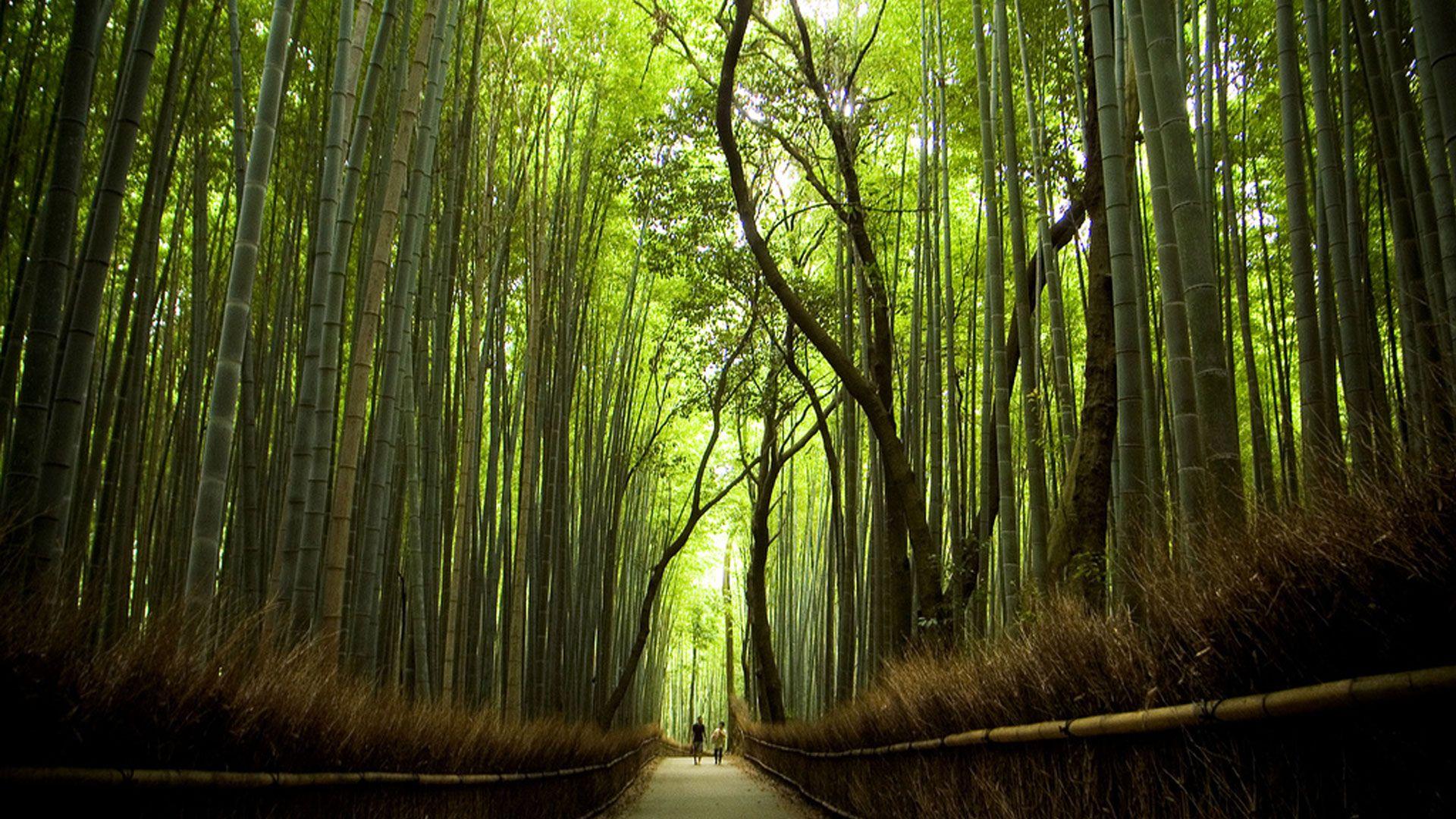 Sagano Bamboo Forest Wallpapers Wallpaper Cave
