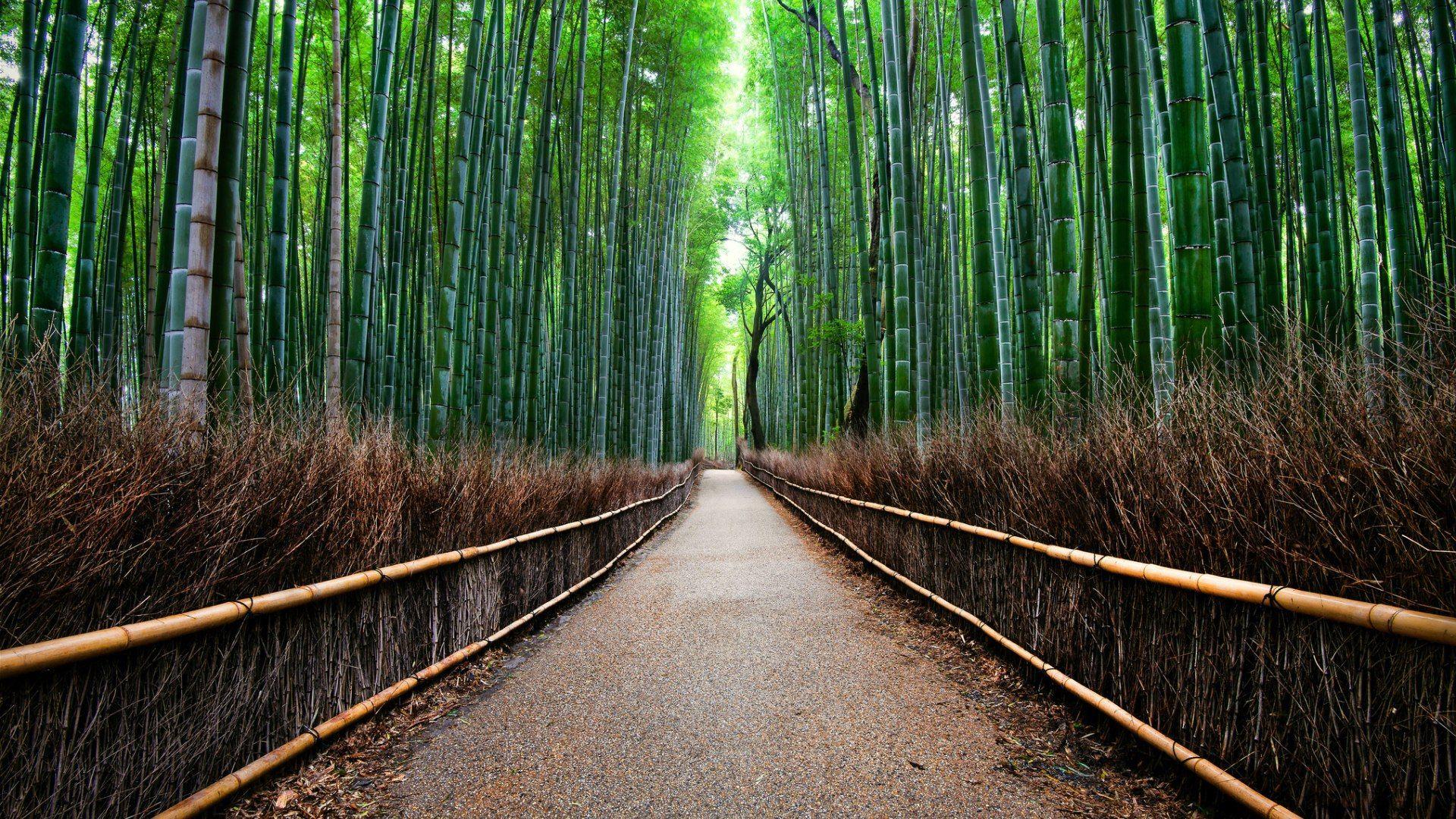 Sagano Bamboo Forest Wallpapers Wallpaper Cave