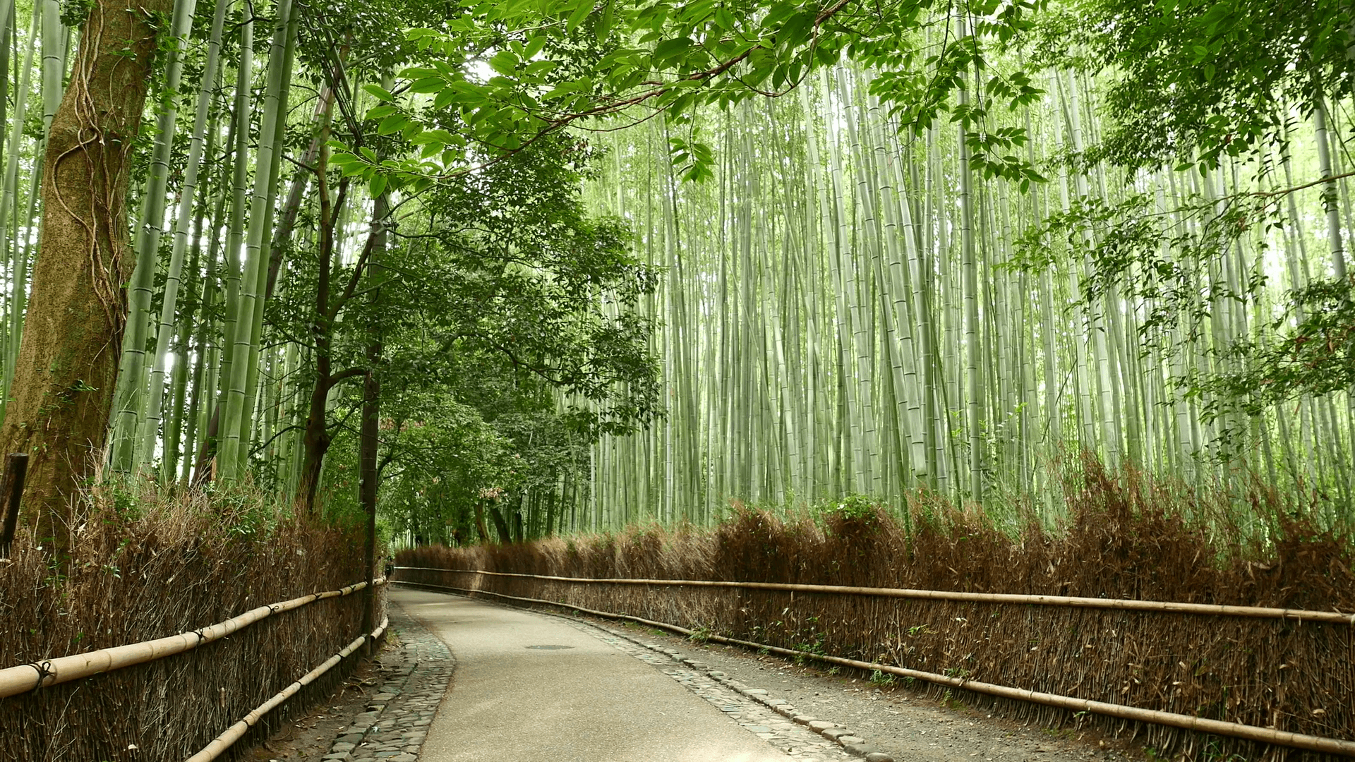 Sagano Bamboo Forest Wallpapers Wallpaper Cave
