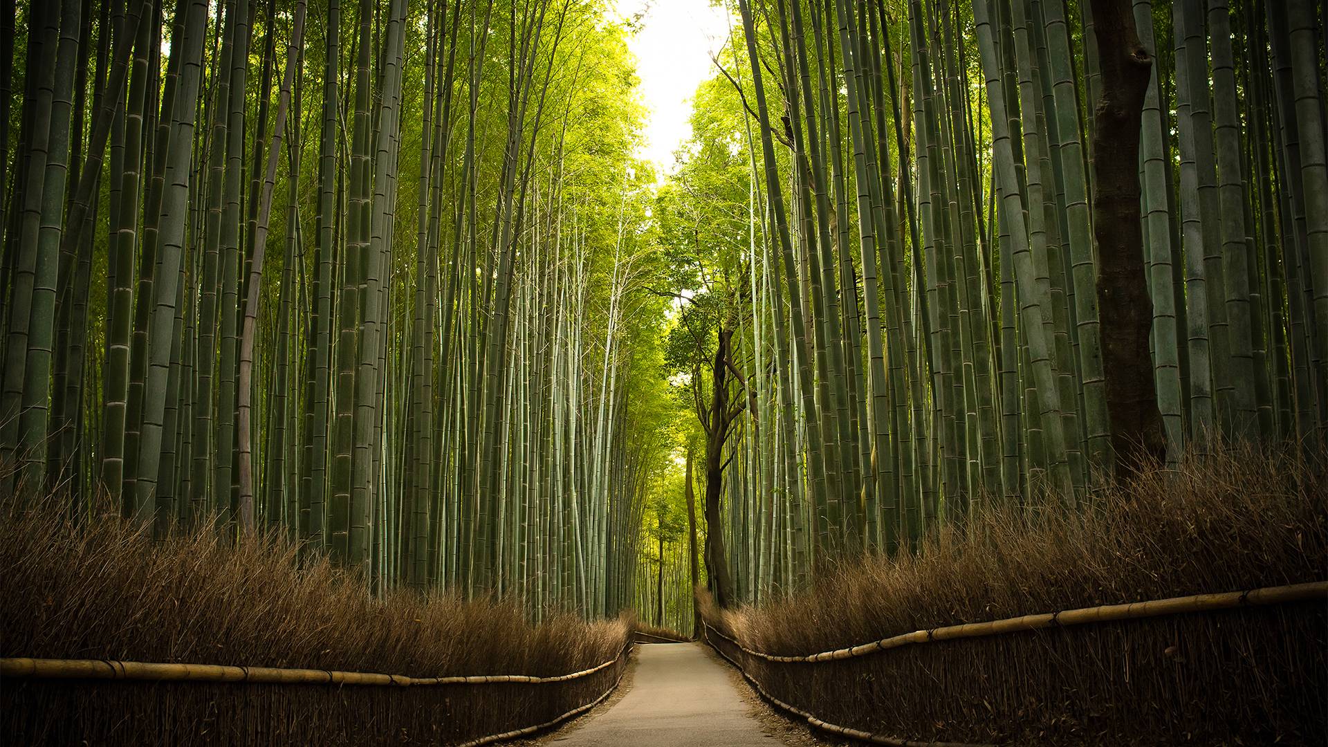 Sagano Bamboo Forest Wallpapers Wallpaper Cave