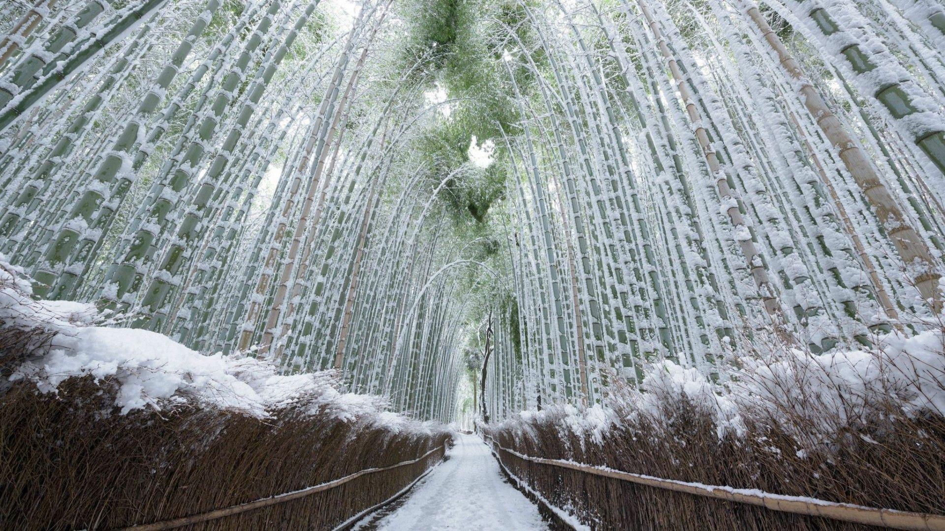 Sagano Bamboo Forest Wallpapers Wallpaper Cave