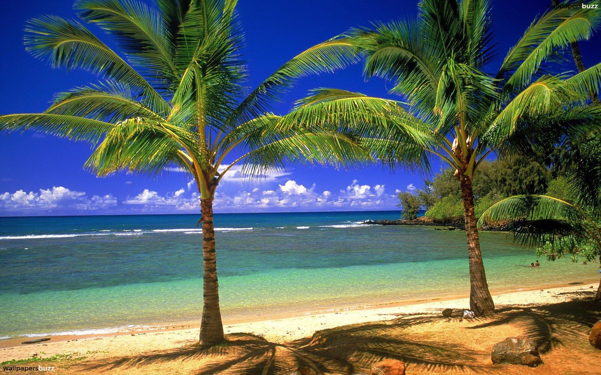 Palm Beach Wallpapers Wallpaper Cave