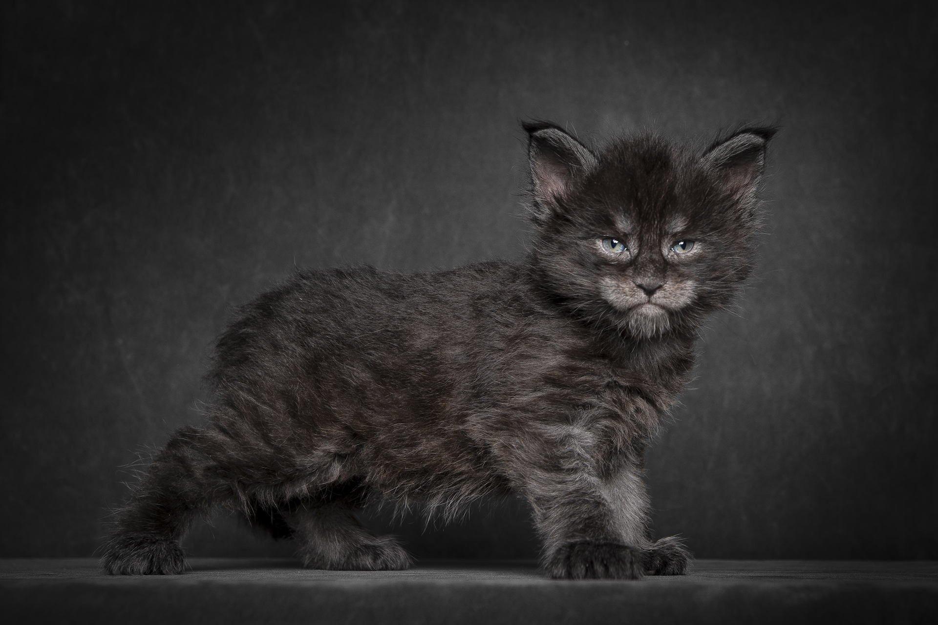 Maine Coon Wallpapers Wallpaper Cave
