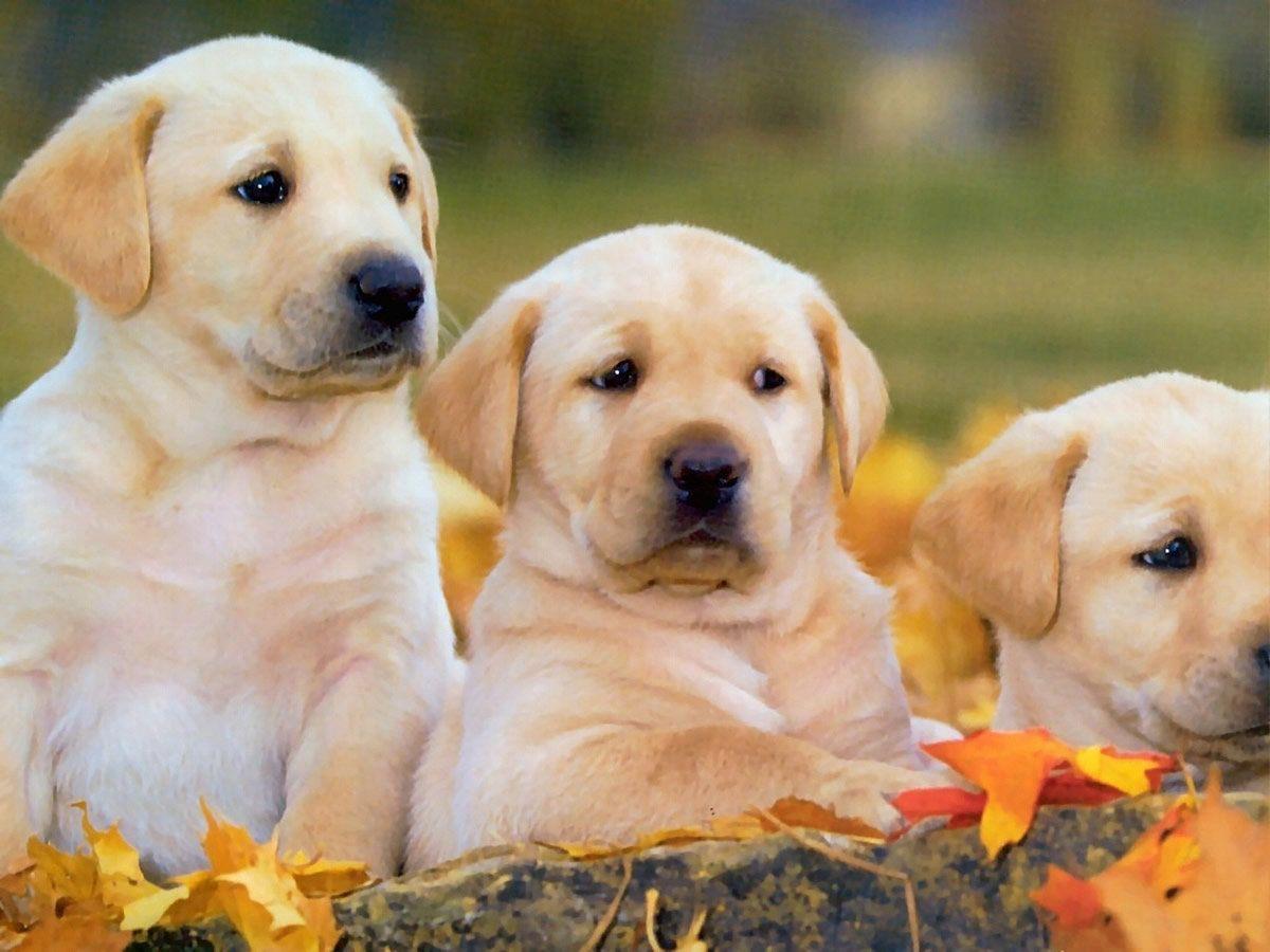 Labrador Retriever Wallpapers Wallpaper Cave