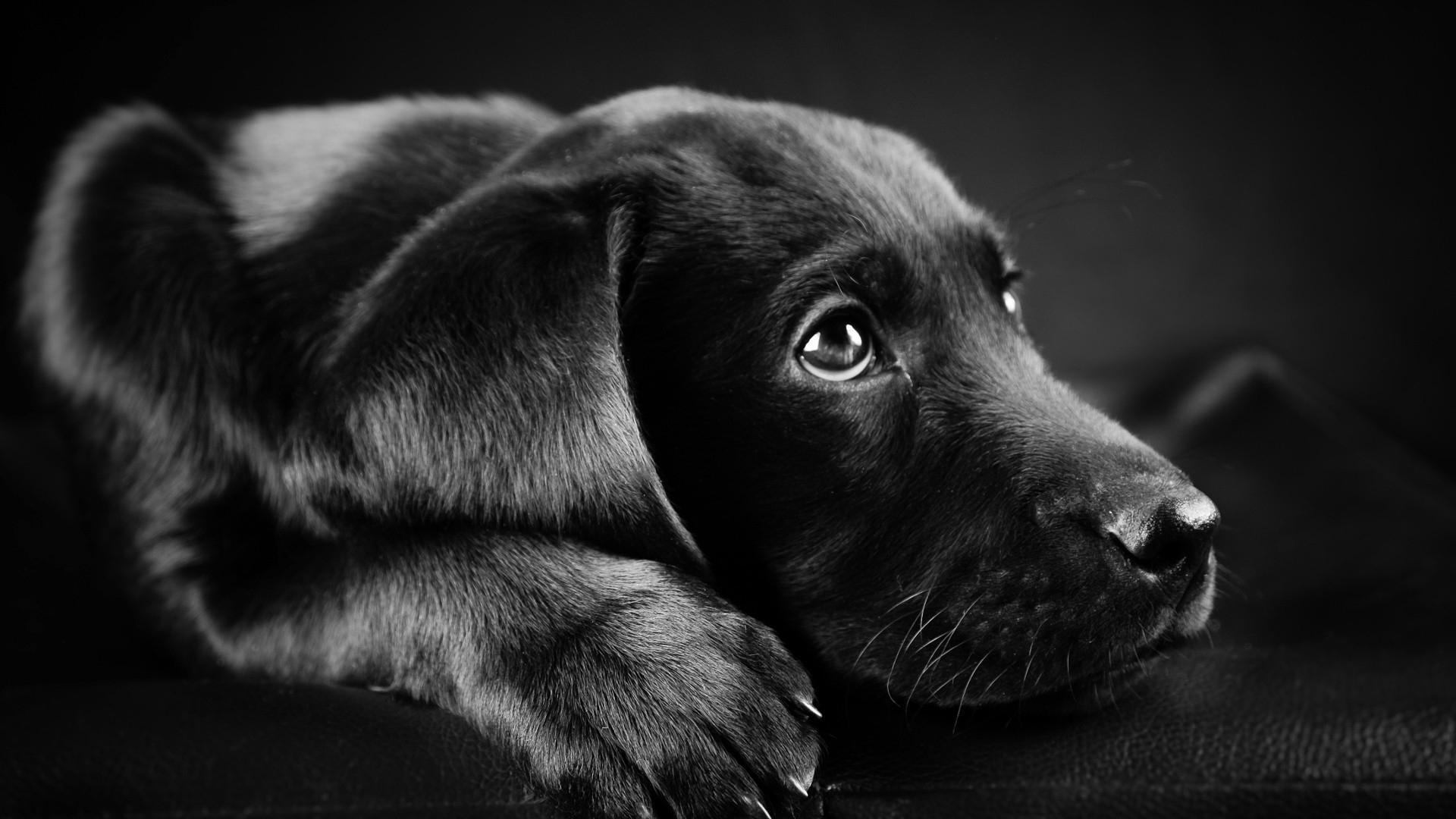 Labrador Retriever Wallpapers Wallpaper Cave