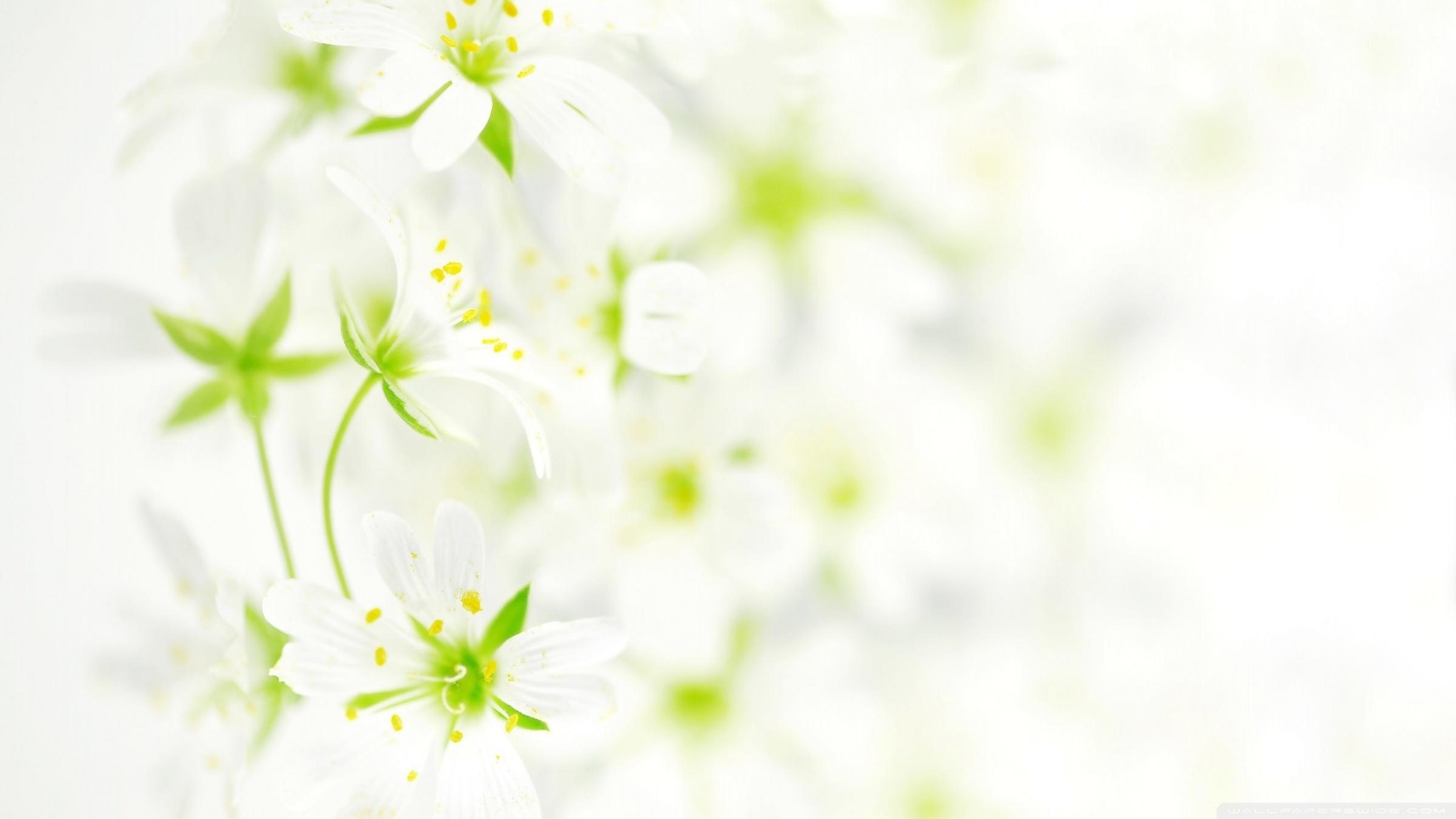 White Flowers Wallpapers Wallpaper Cave