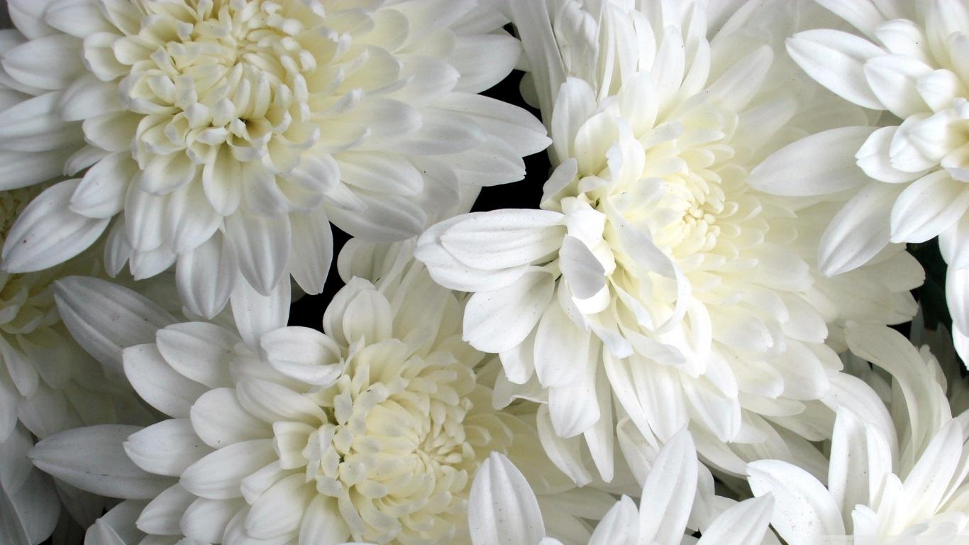 White Flowers Wallpapers Wallpaper Cave