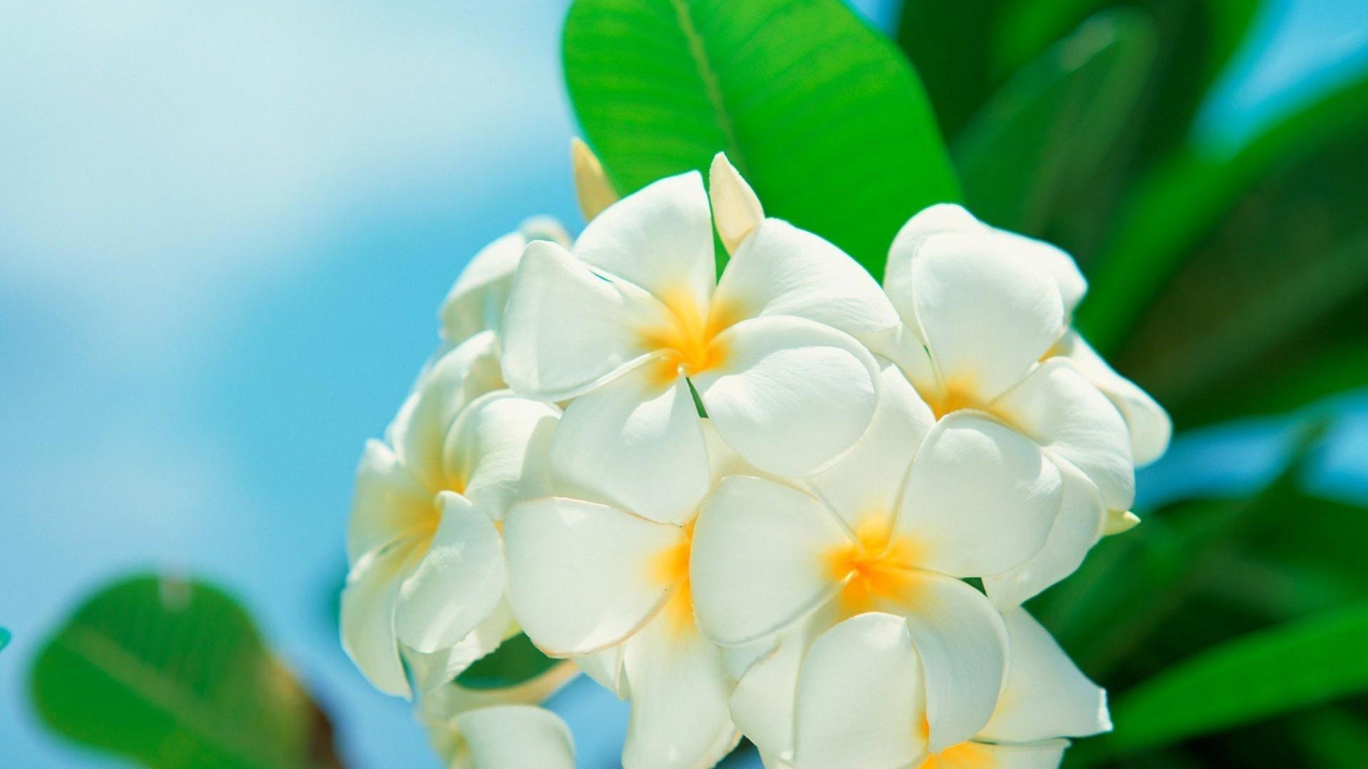 White Flowers Wallpapers Wallpaper Cave