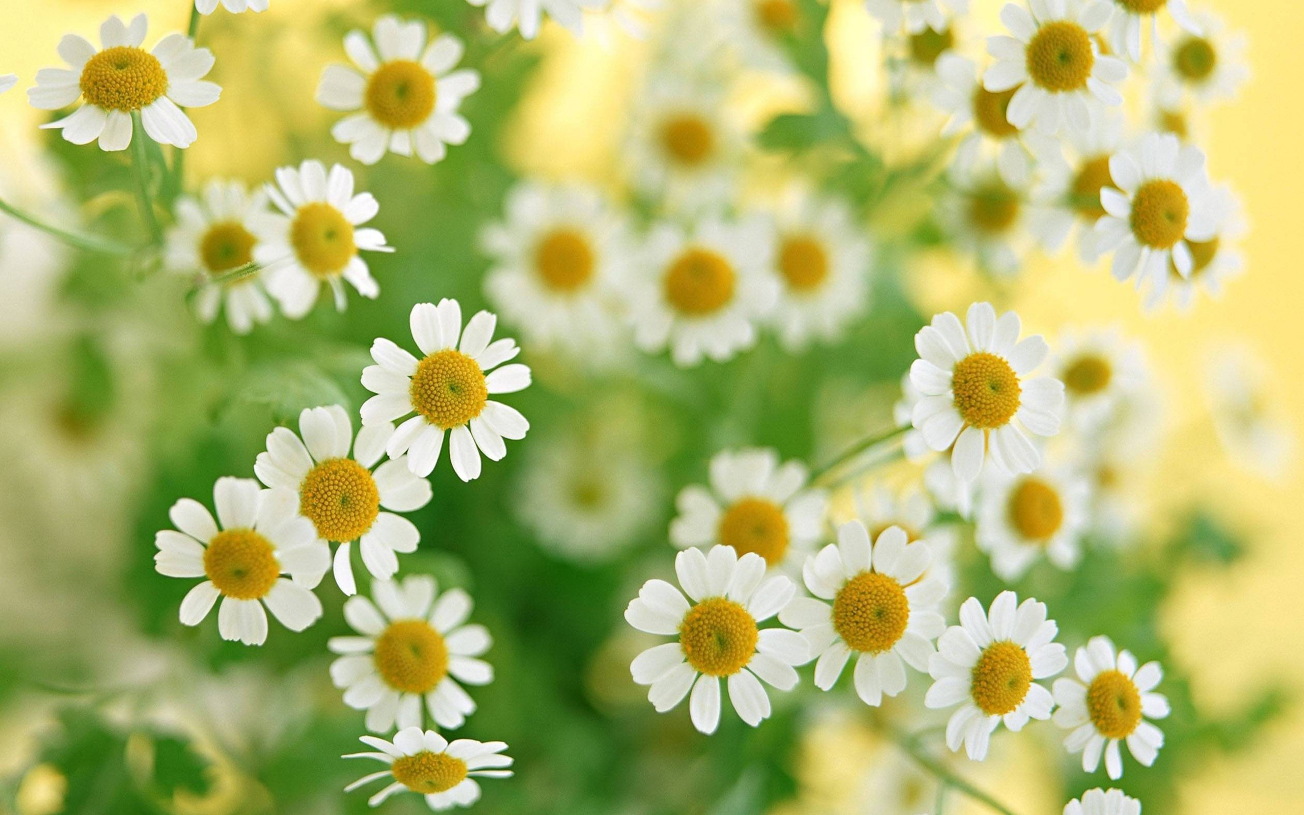 White Flowers Wallpapers Wallpaper Cave