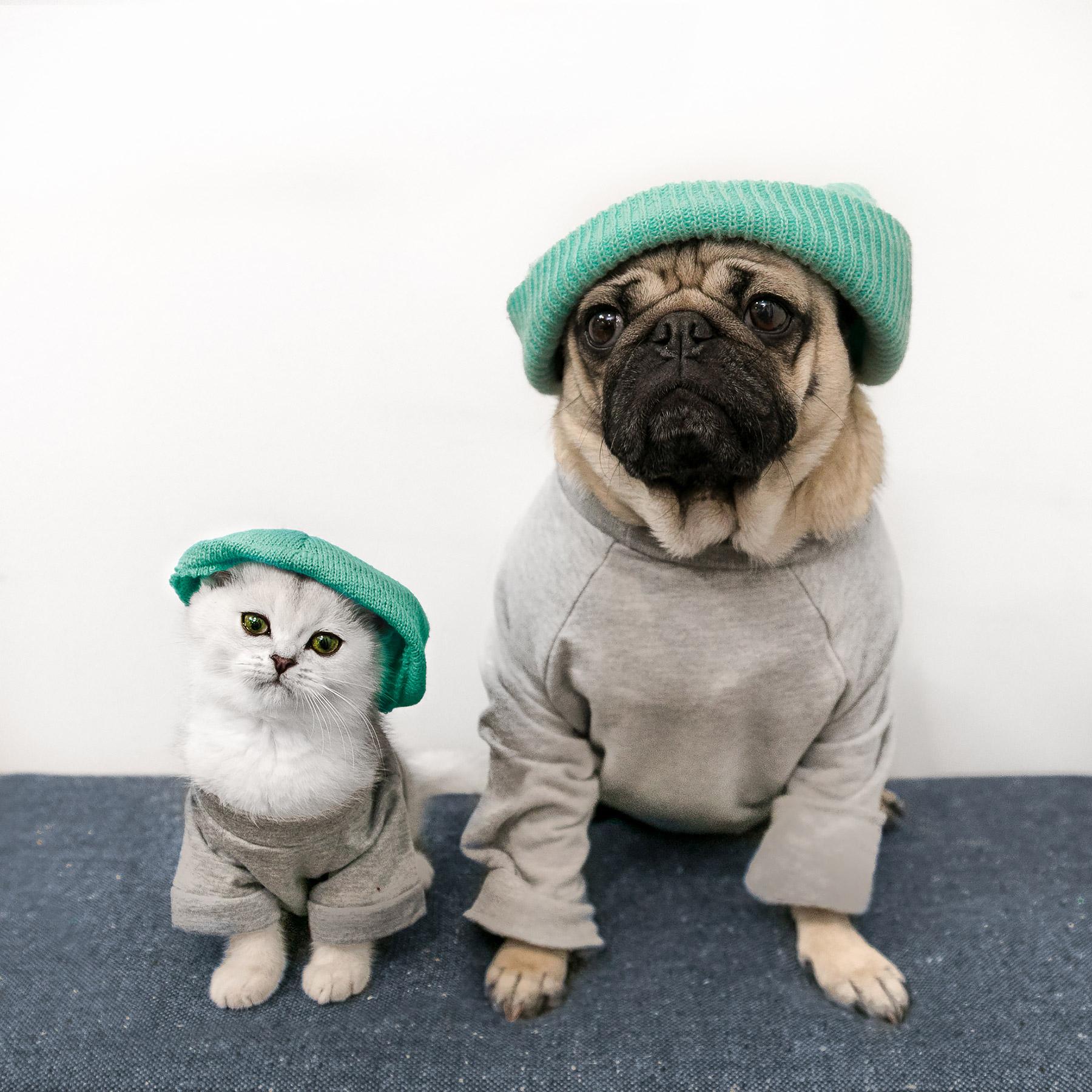 Doug The Pug Wallpapers Wallpaper Cave