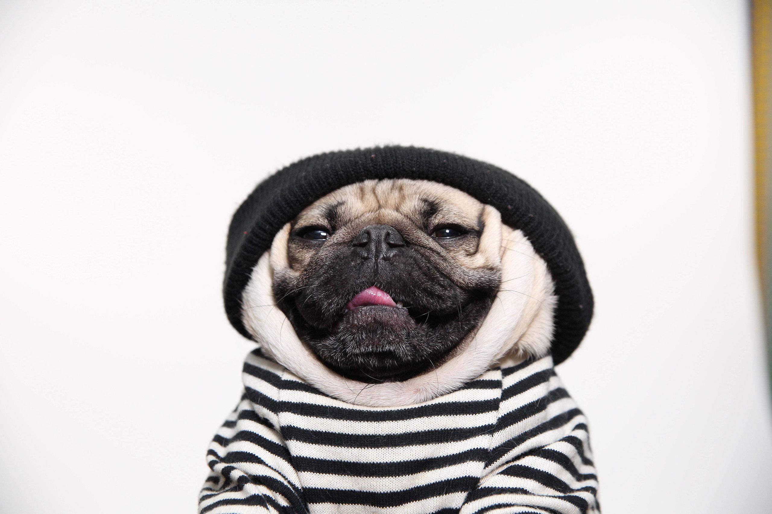 Doug The Pug Wallpapers Wallpaper Cave