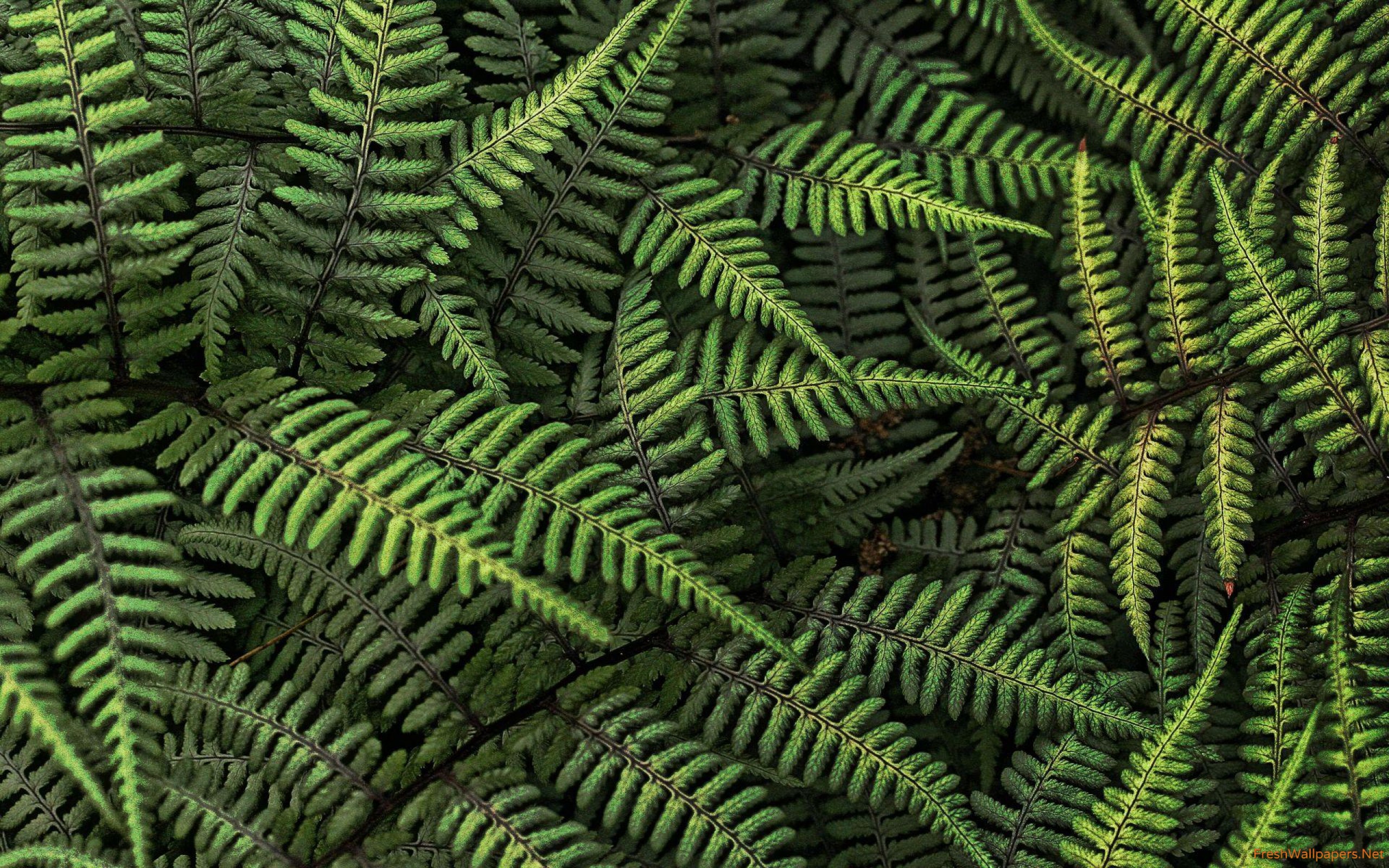 Fern Wallpapers Wallpaper Cave