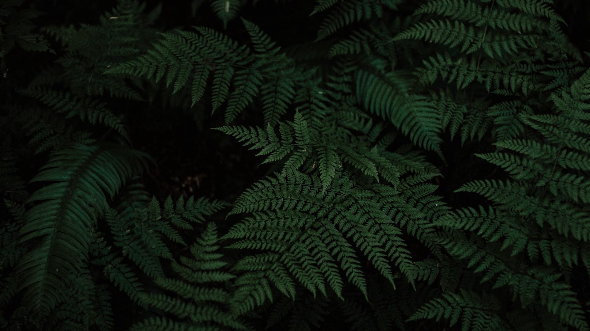 Fern Wallpapers Wallpaper Cave