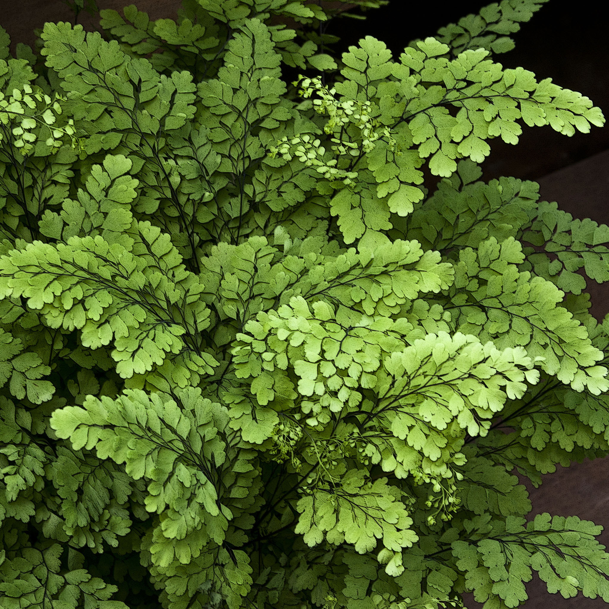 Fern Wallpapers Wallpaper Cave