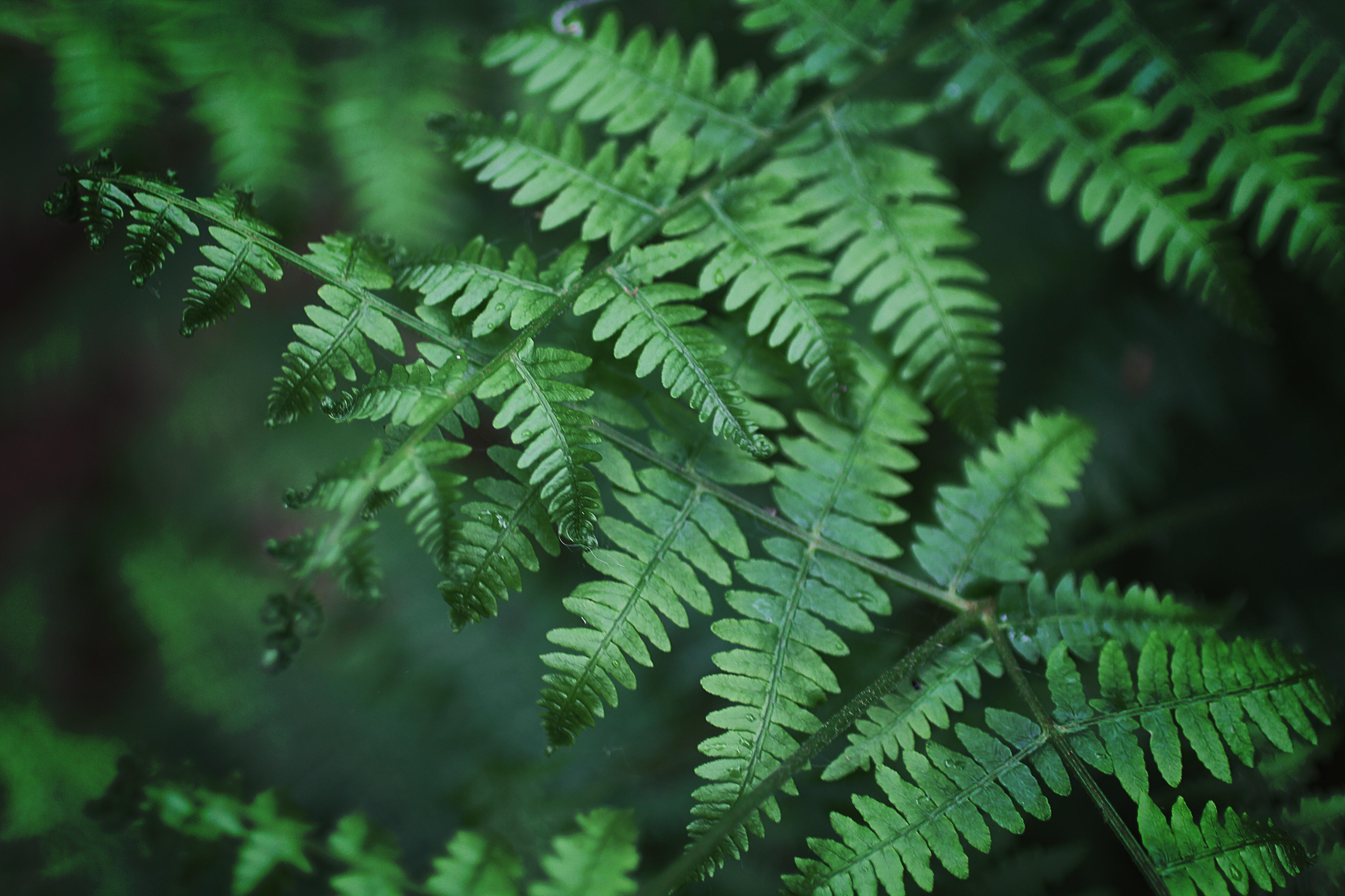 Fern Wallpapers Wallpaper Cave