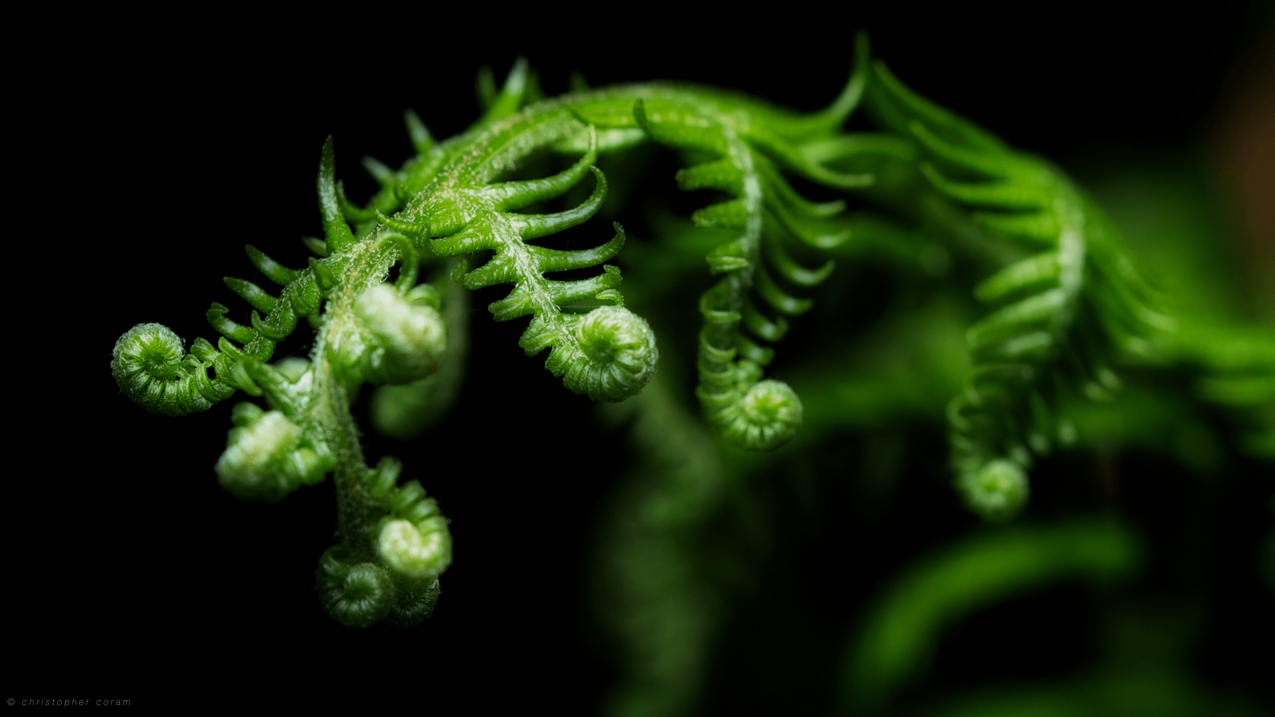 Fern Wallpapers Wallpaper Cave
