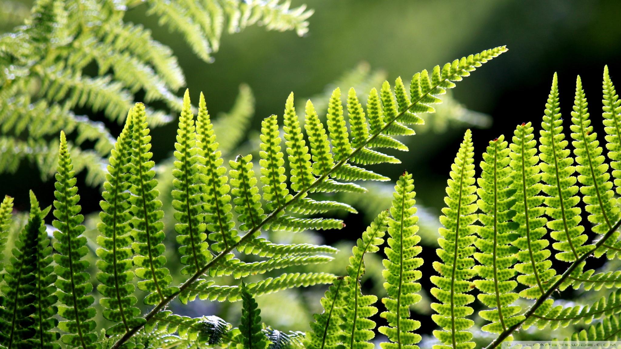 Fern Wallpapers Wallpaper Cave