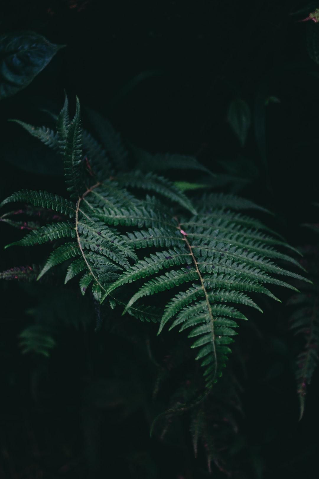Fern Wallpapers Wallpaper Cave