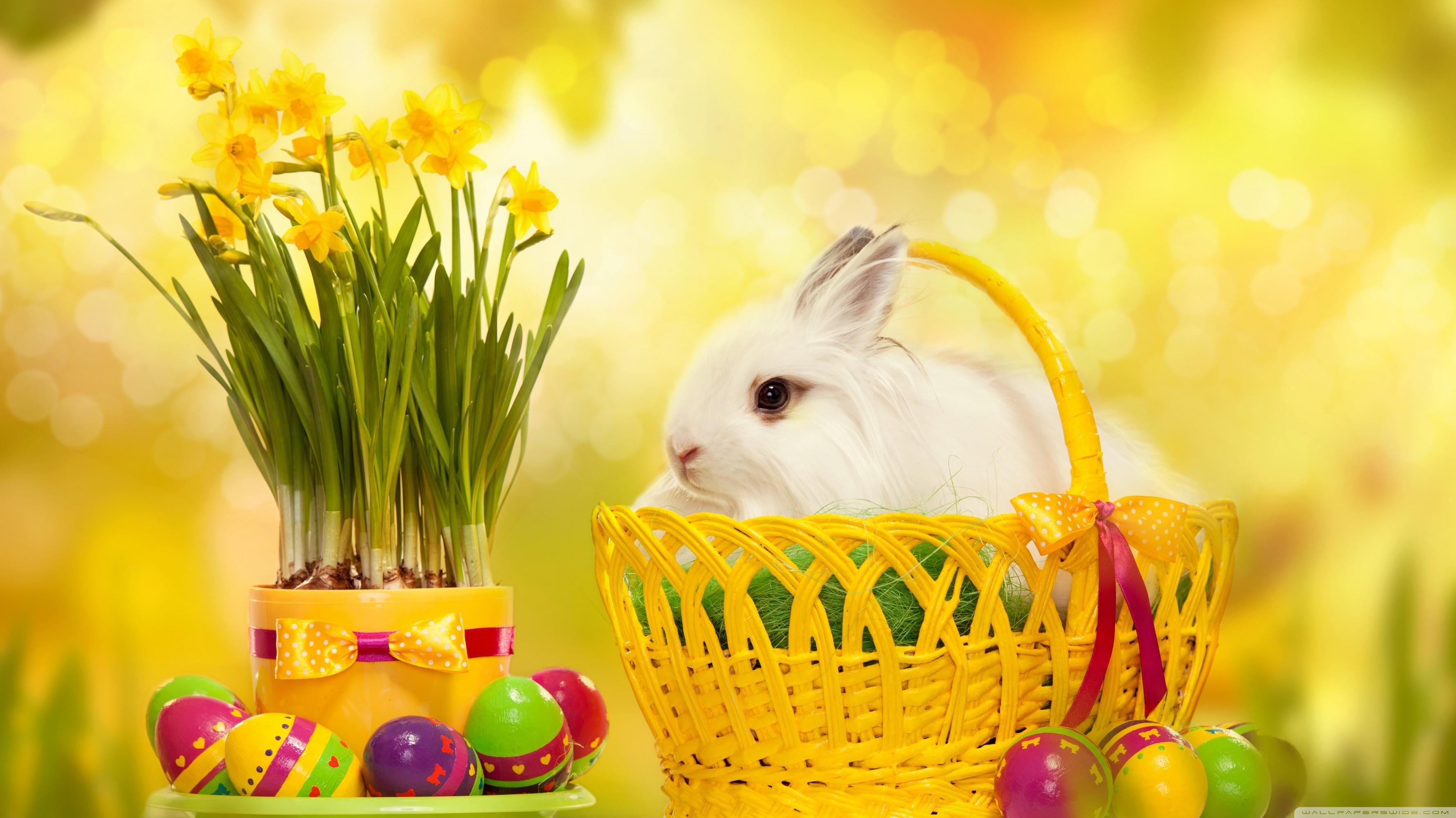 Cute Easter Bunnies Wallpapers Wallpaper Cave