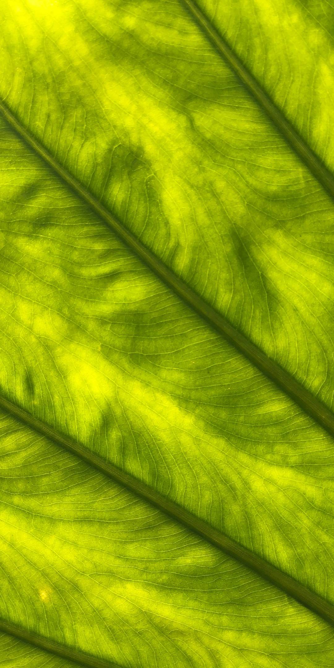 Vivo V15 Pro Wallpapers Wallpaper Cave