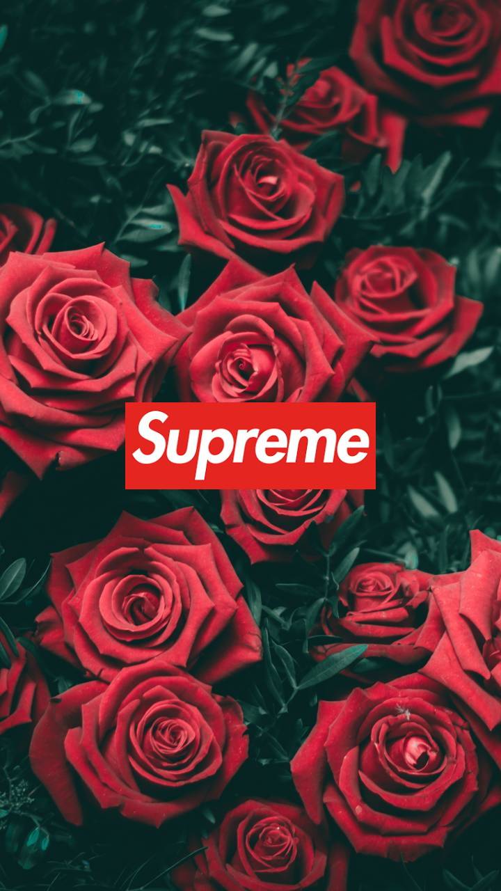 Supreme Rose Wallpapers Wallpaper Cave