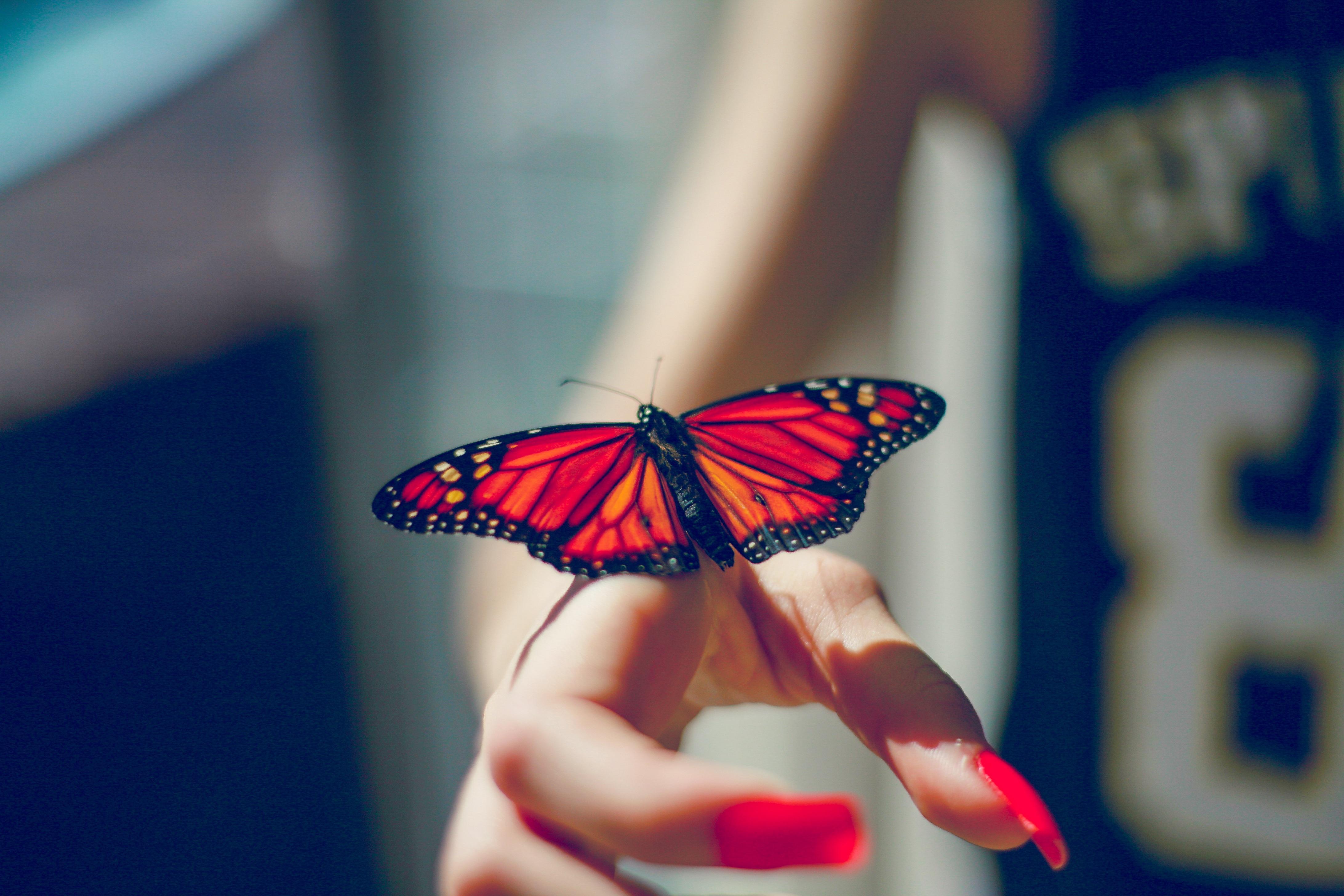 Butterfly In Hand Wallpapers Wallpaper Cave