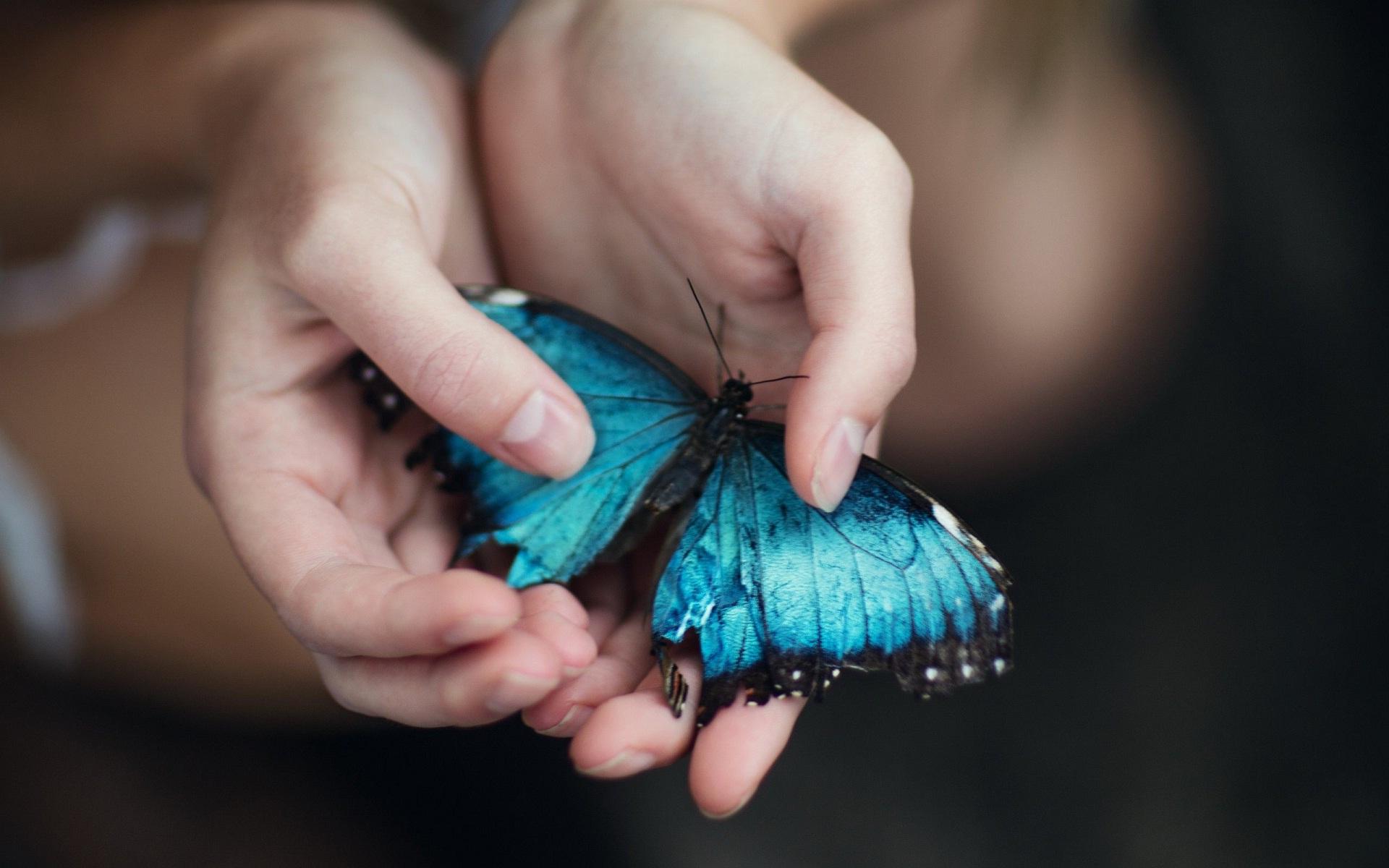Butterfly In Hand Wallpapers Wallpaper Cave