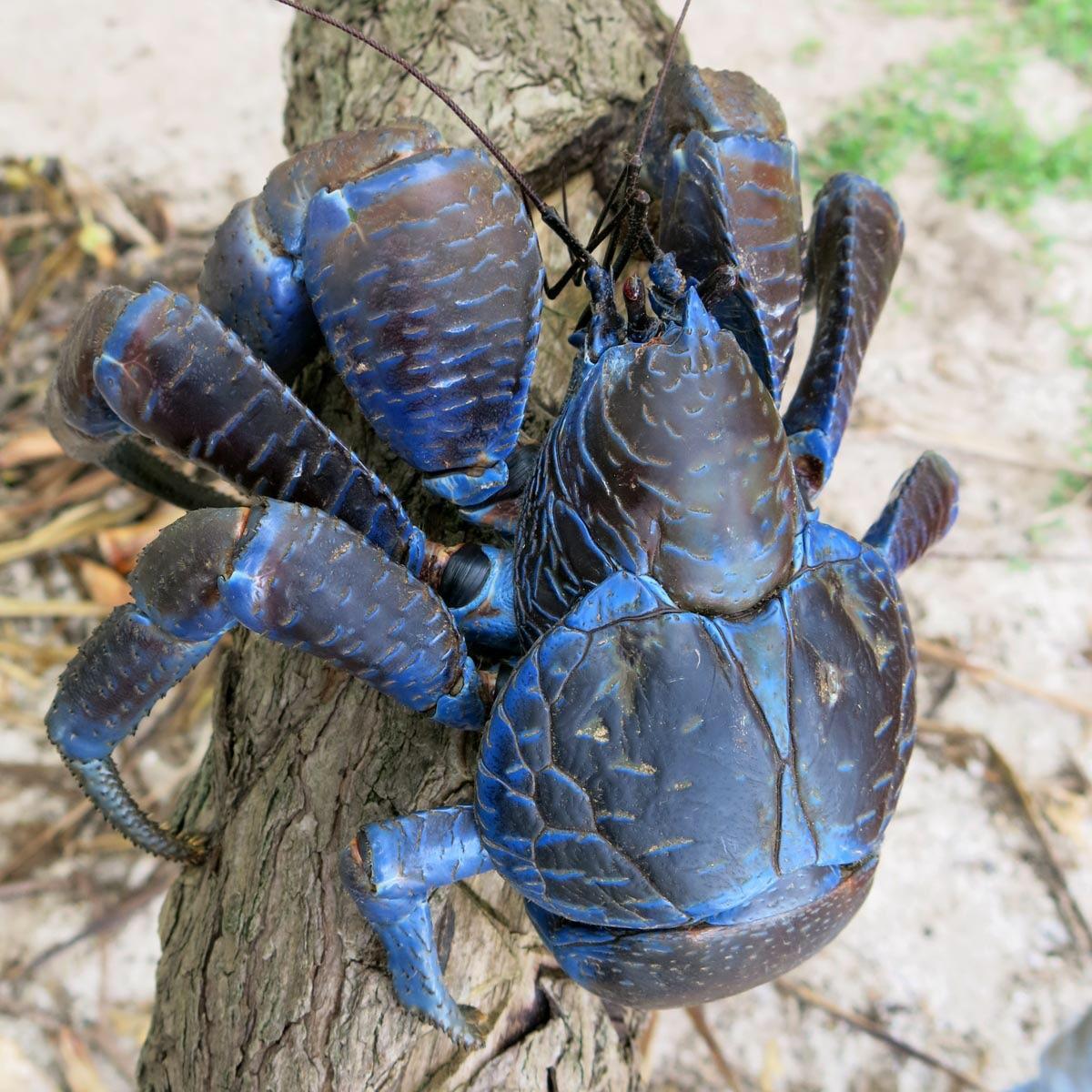 Coconut Crab Wallpapers Wallpaper Cave
