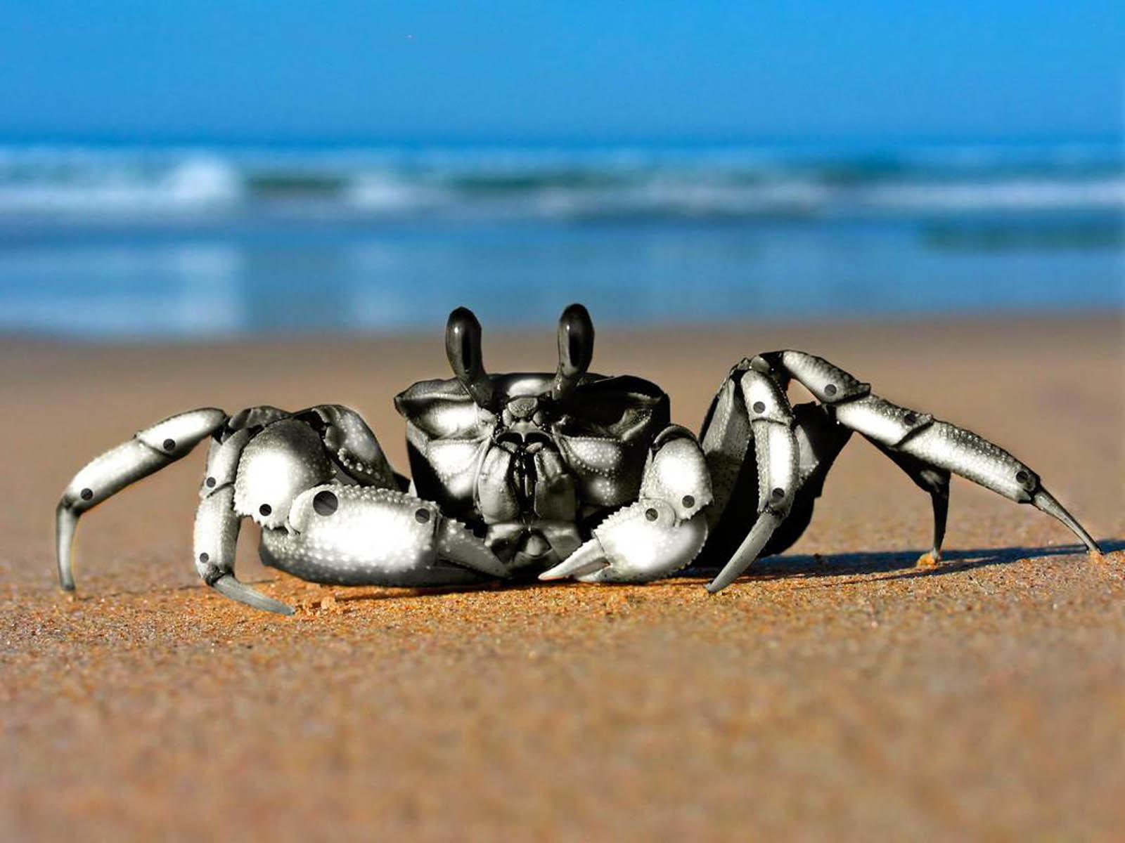 Coconut Crab Wallpapers Wallpaper Cave
