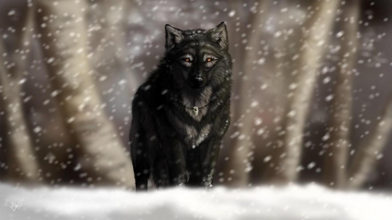 Black Wolf In Snow