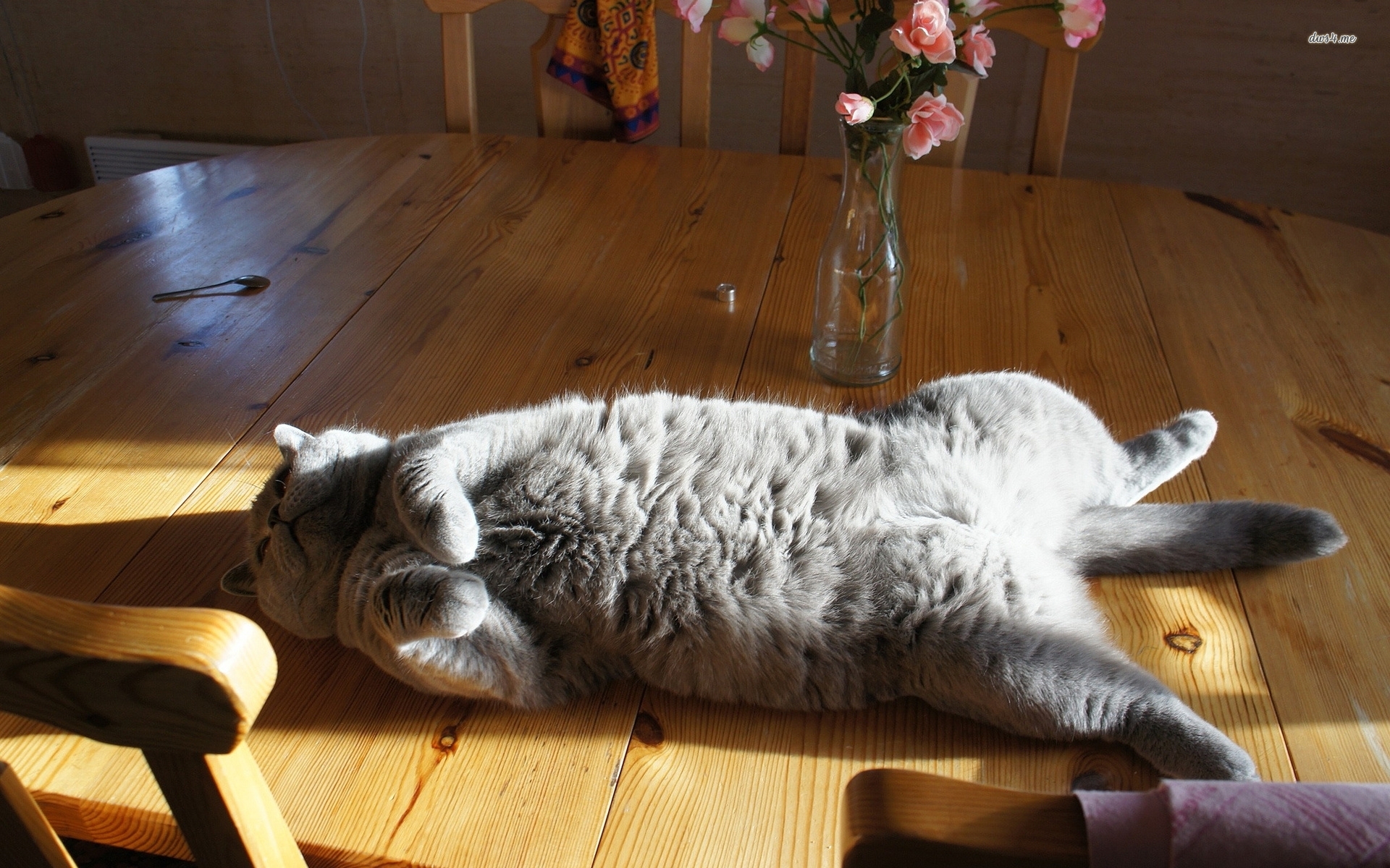 Lazy Cat Wallpapers Wallpaper Cave