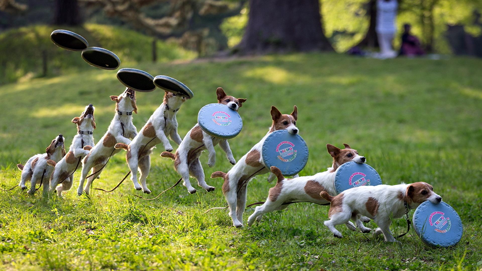 Frisbee Wallpapers Wallpaper Cave