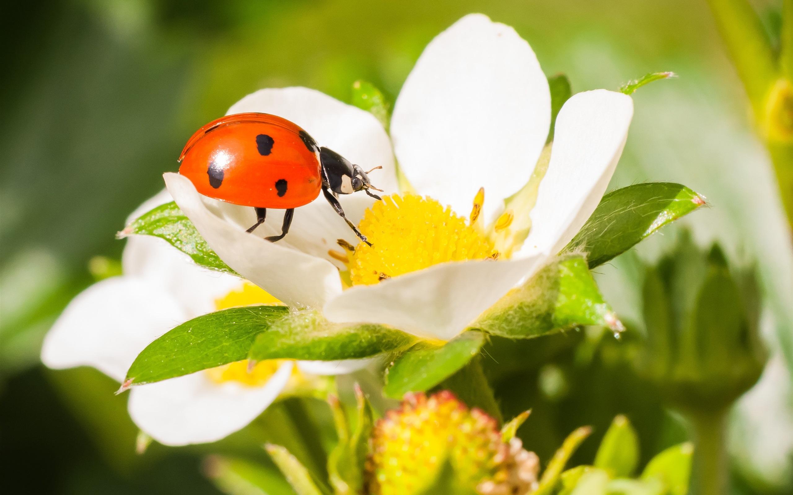 Ladybird Beetle Wallpapers Wallpaper Cave