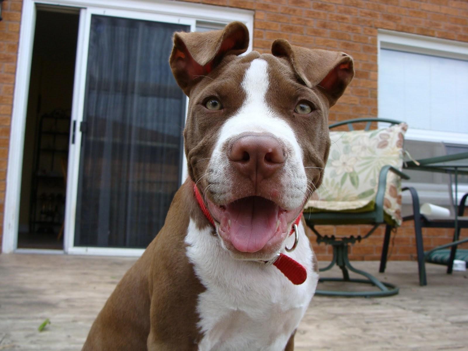 American Pit Bull Terrier Puppy Wallpapers Wallpaper Cave