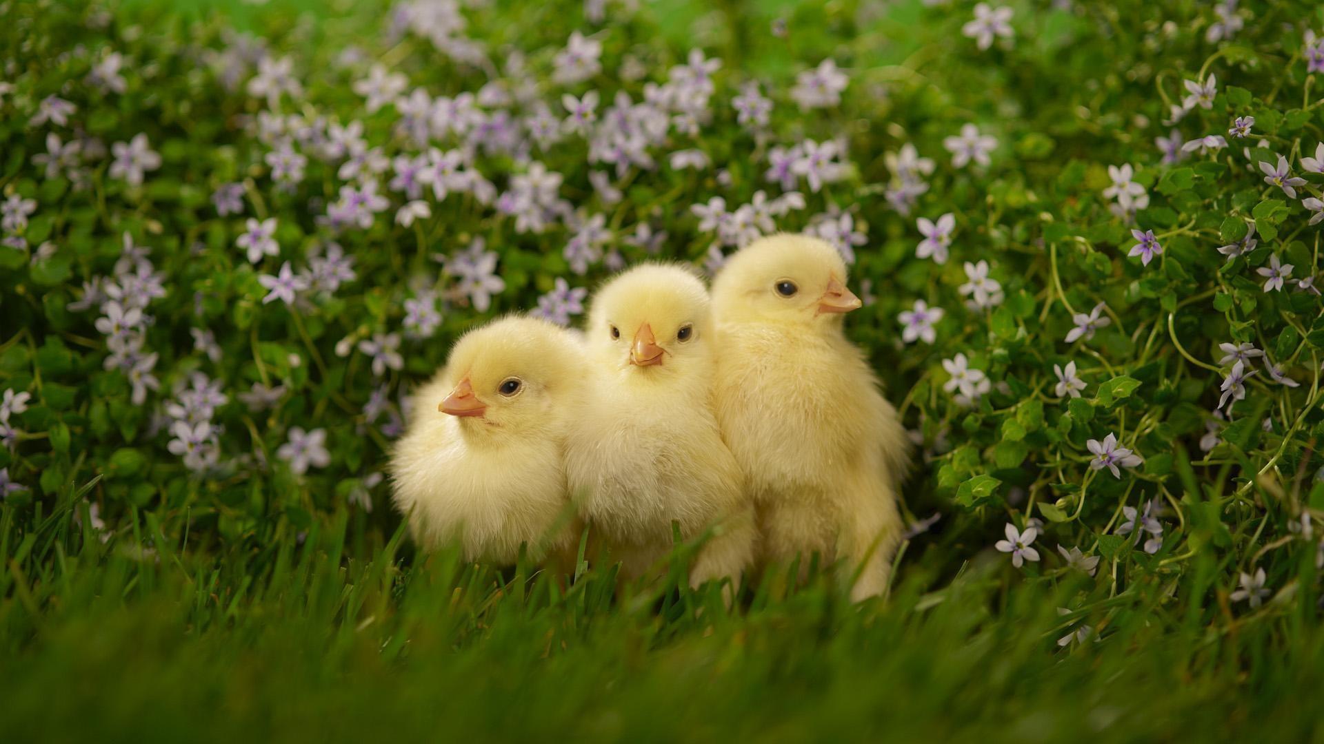 Baby Chicken Wallpapers Wallpaper Cave