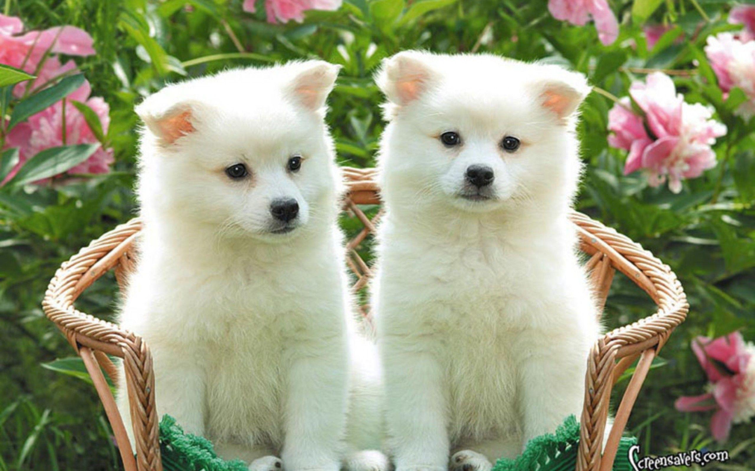 Cute White Puppy Wallpaper Desktop