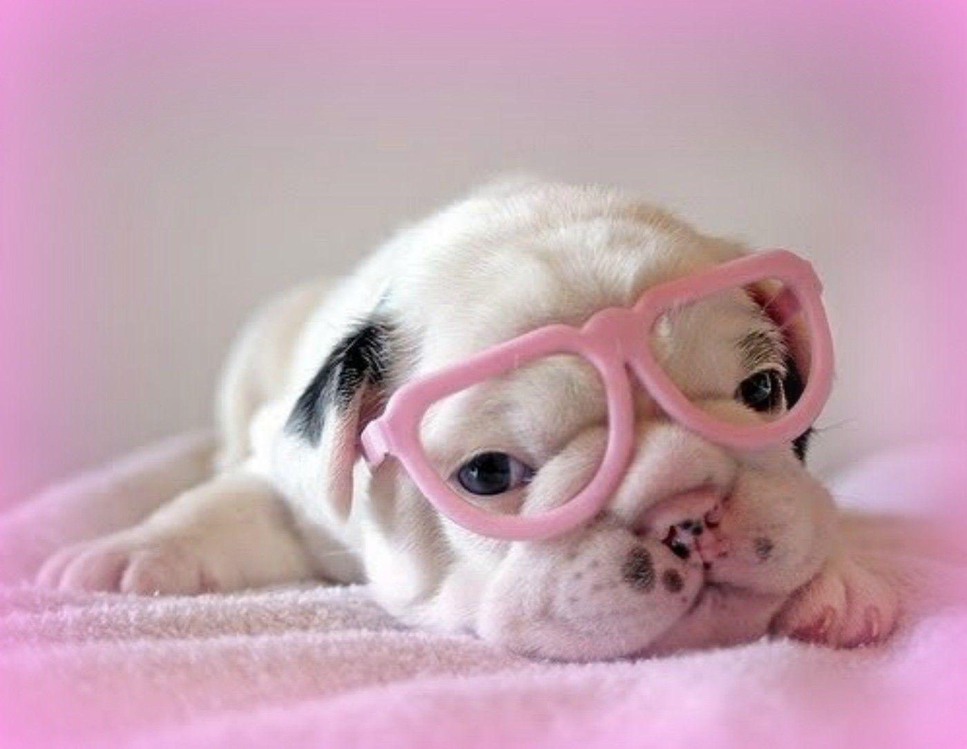 Pink And White Dogs Wallpapers Wallpaper Cave