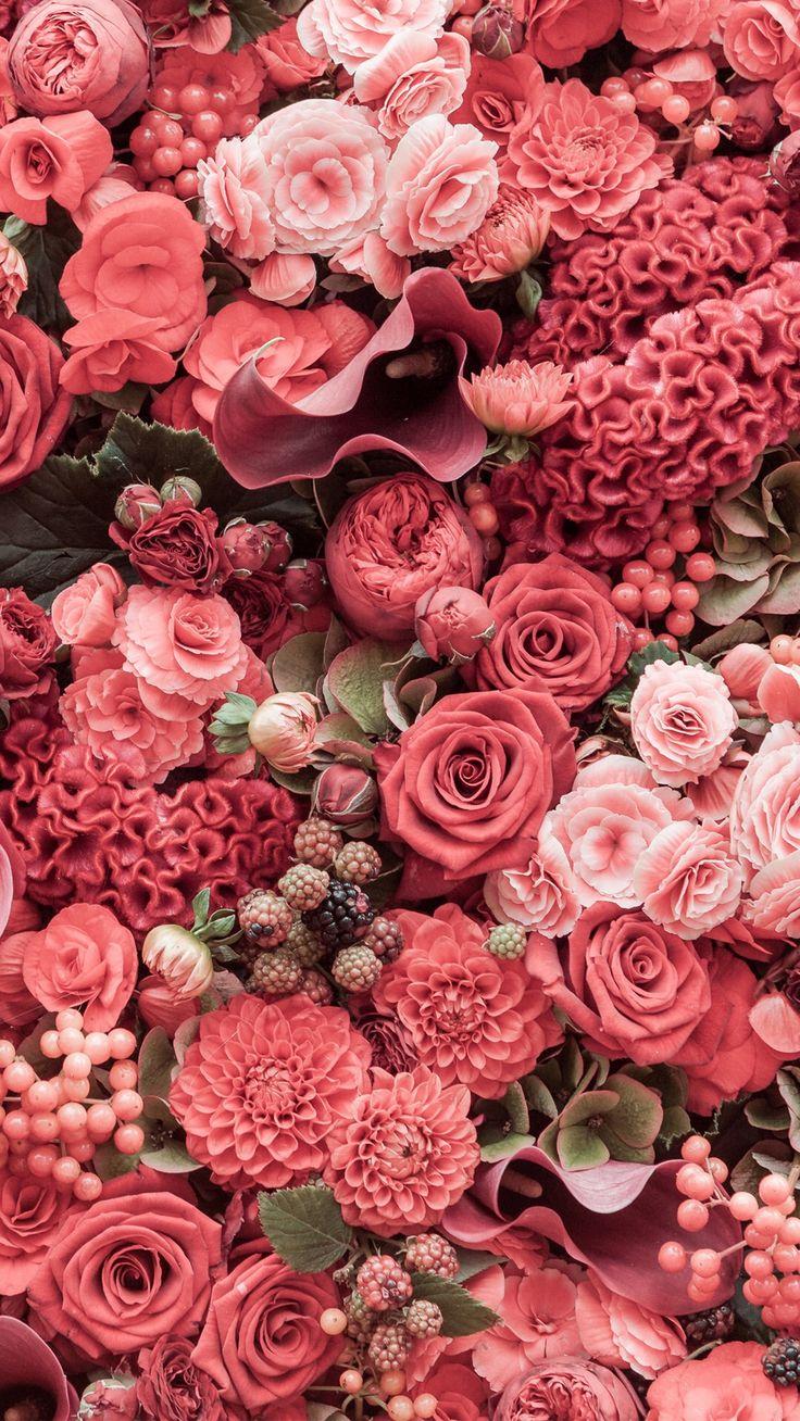Rosa Bild Desktop Flower Pinterest Wallpaper Hd