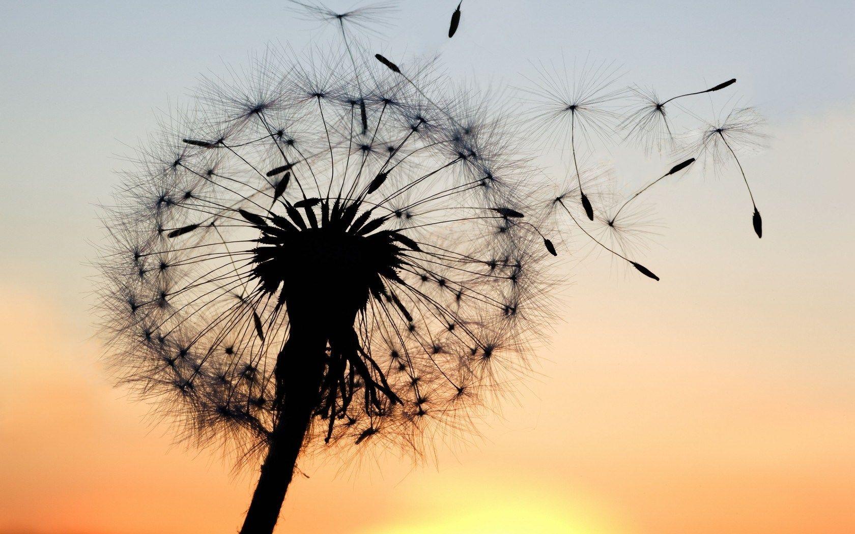 Dandelion Wallpapers Wallpaper Cave