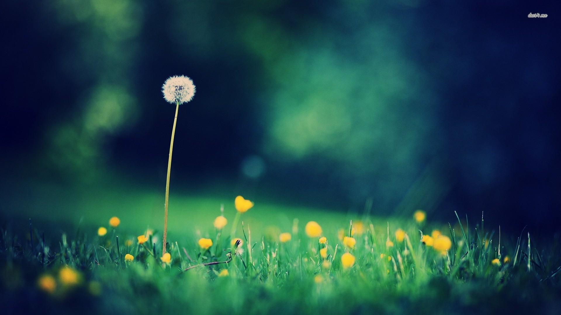 Dandelion Wallpapers Wallpaper Cave