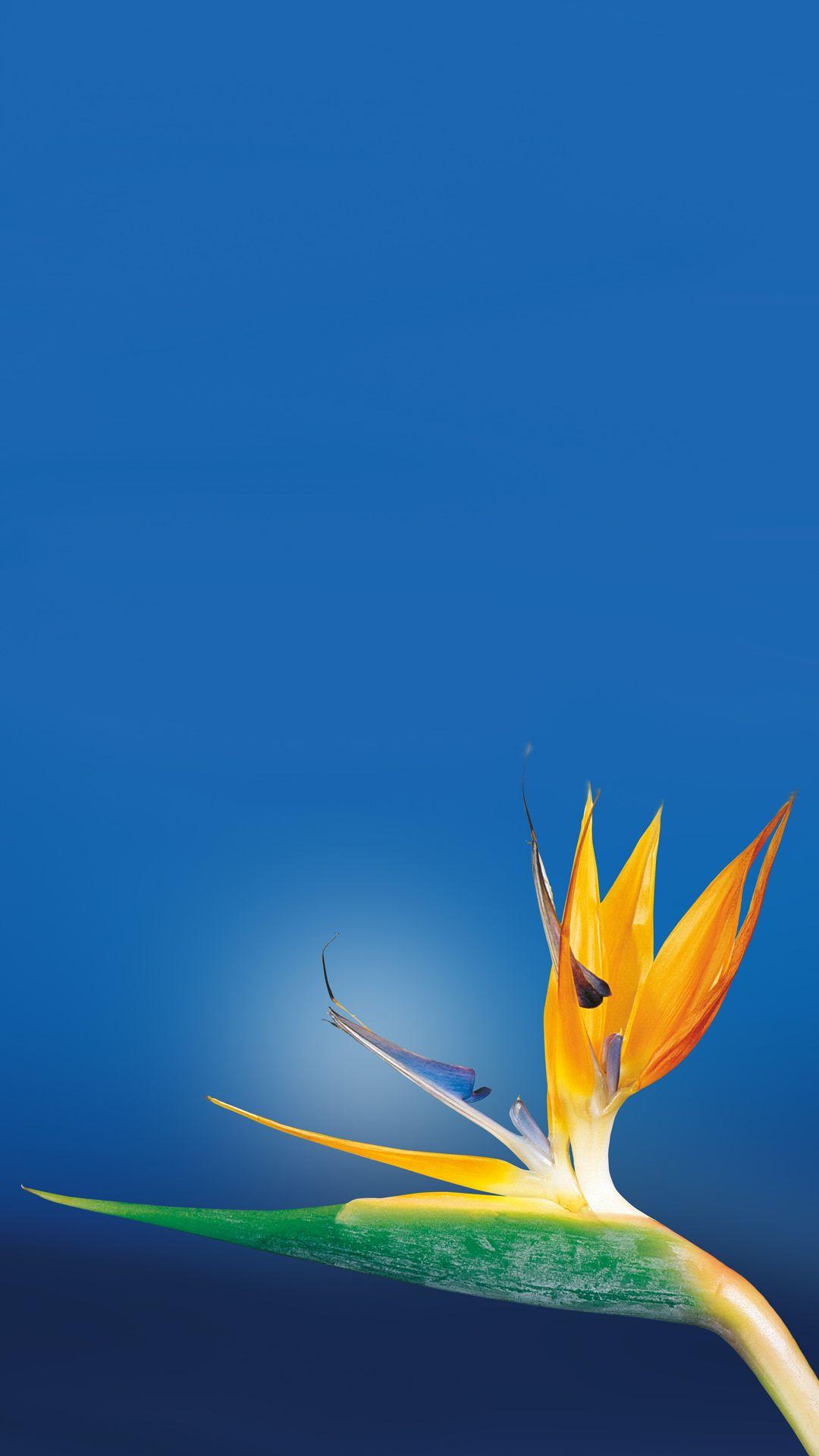 Bird Of Paradise Flower Wallpapers Wallpaper Cave