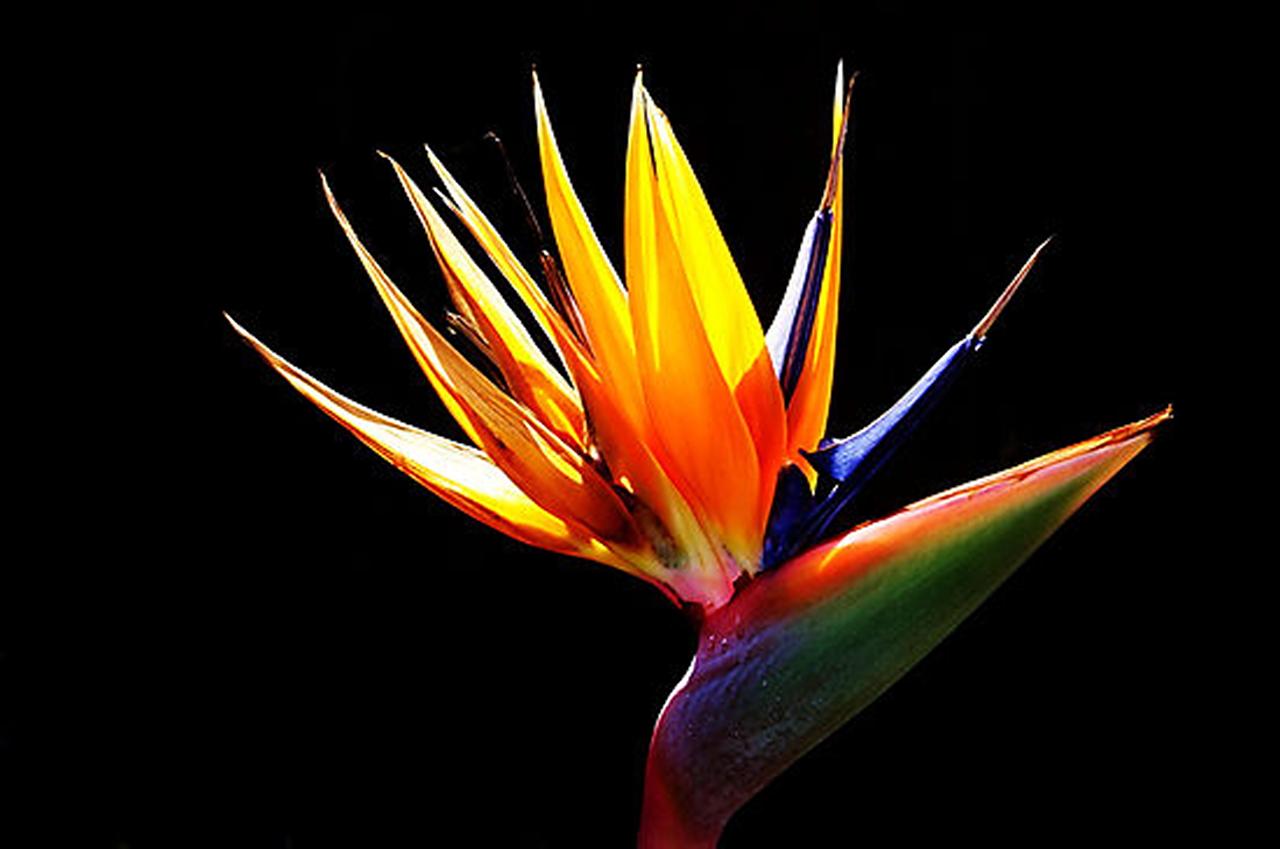 Bird Of Paradise Flower Wallpapers Wallpaper Cave