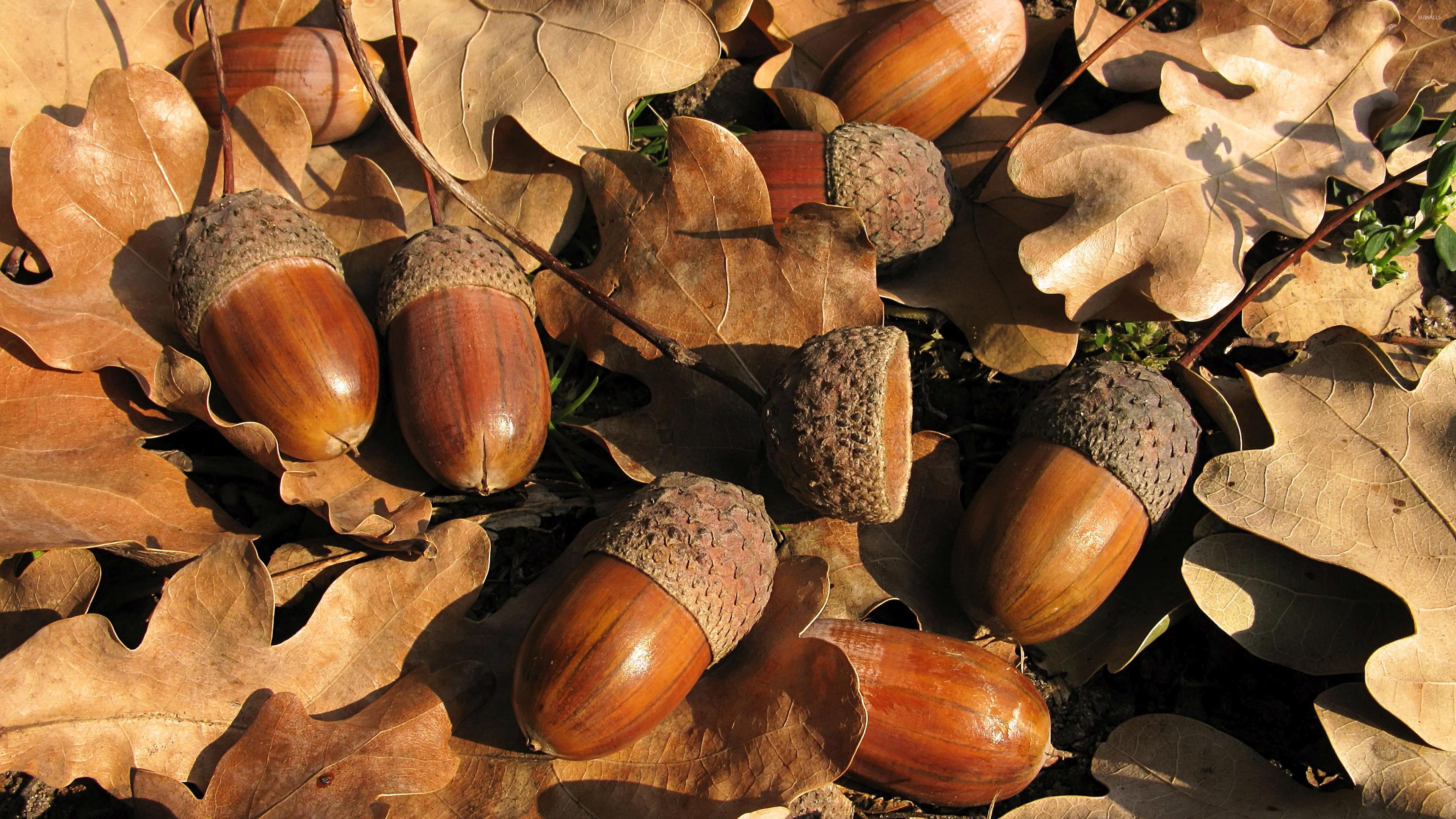 Acorn Wallpapers Wallpaper Cave
