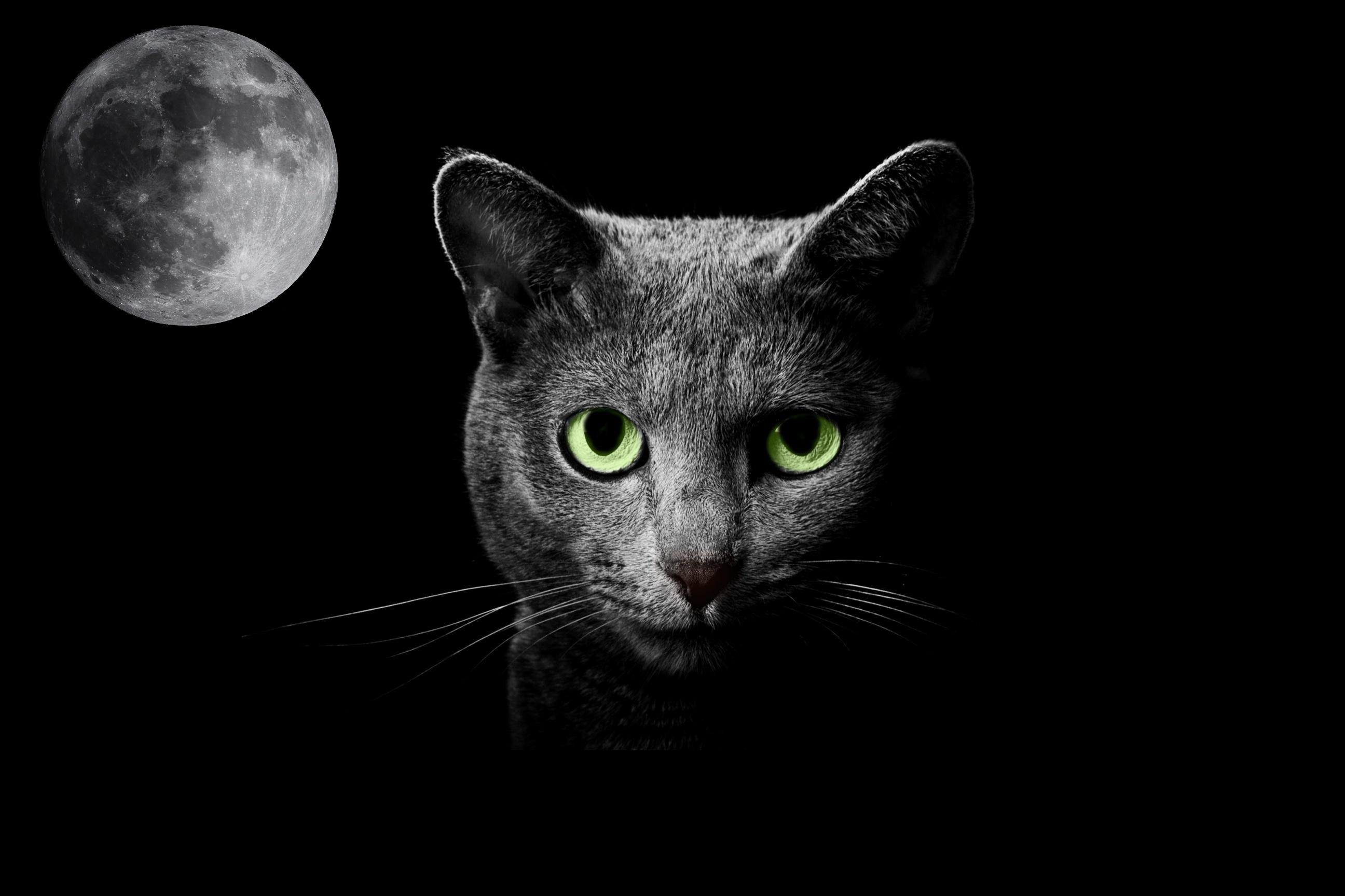 Cats On The Moon Wallpapers Wallpaper Cave