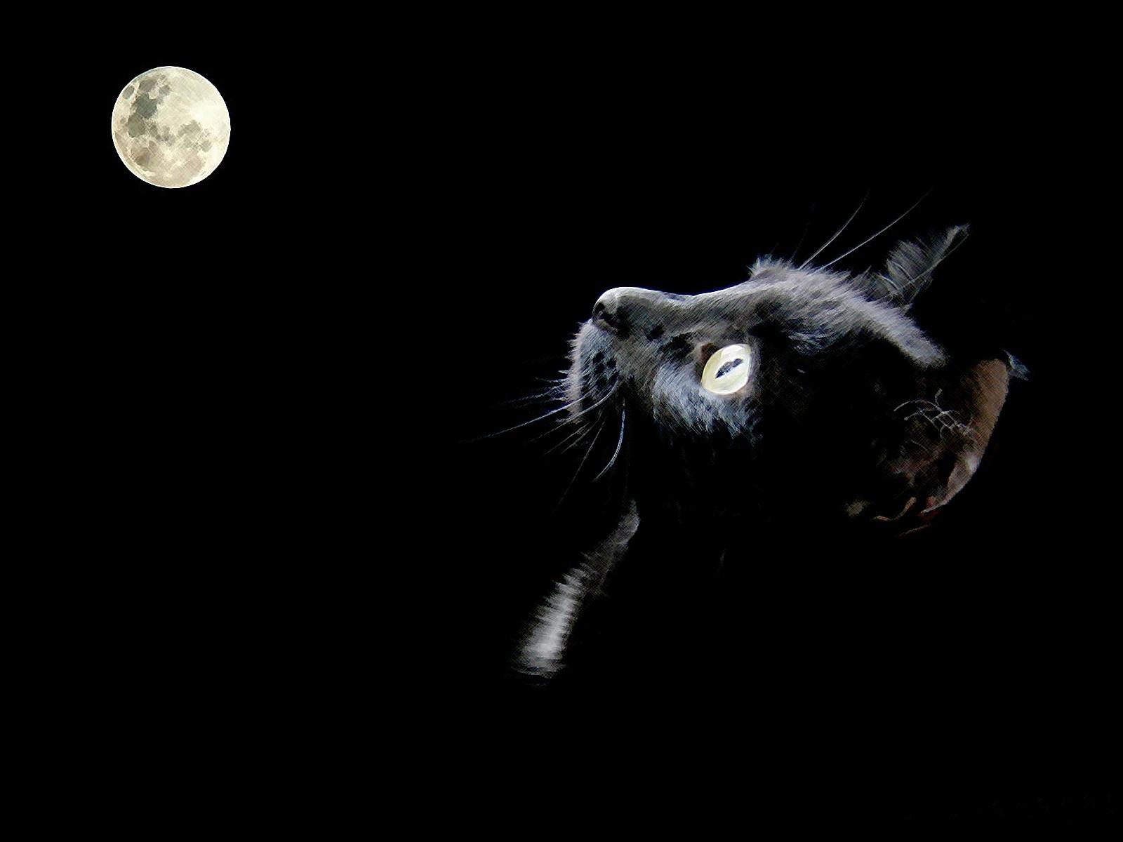 Cats On The Moon Wallpapers Wallpaper Cave