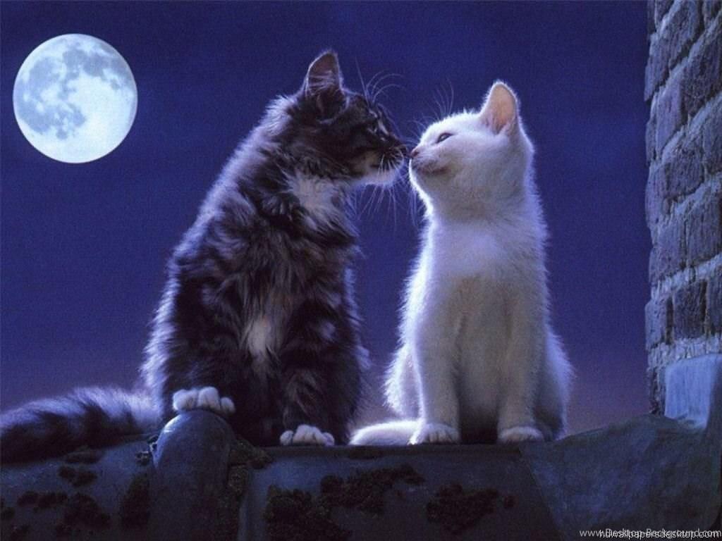 Cats On The Moon Wallpapers Wallpaper Cave