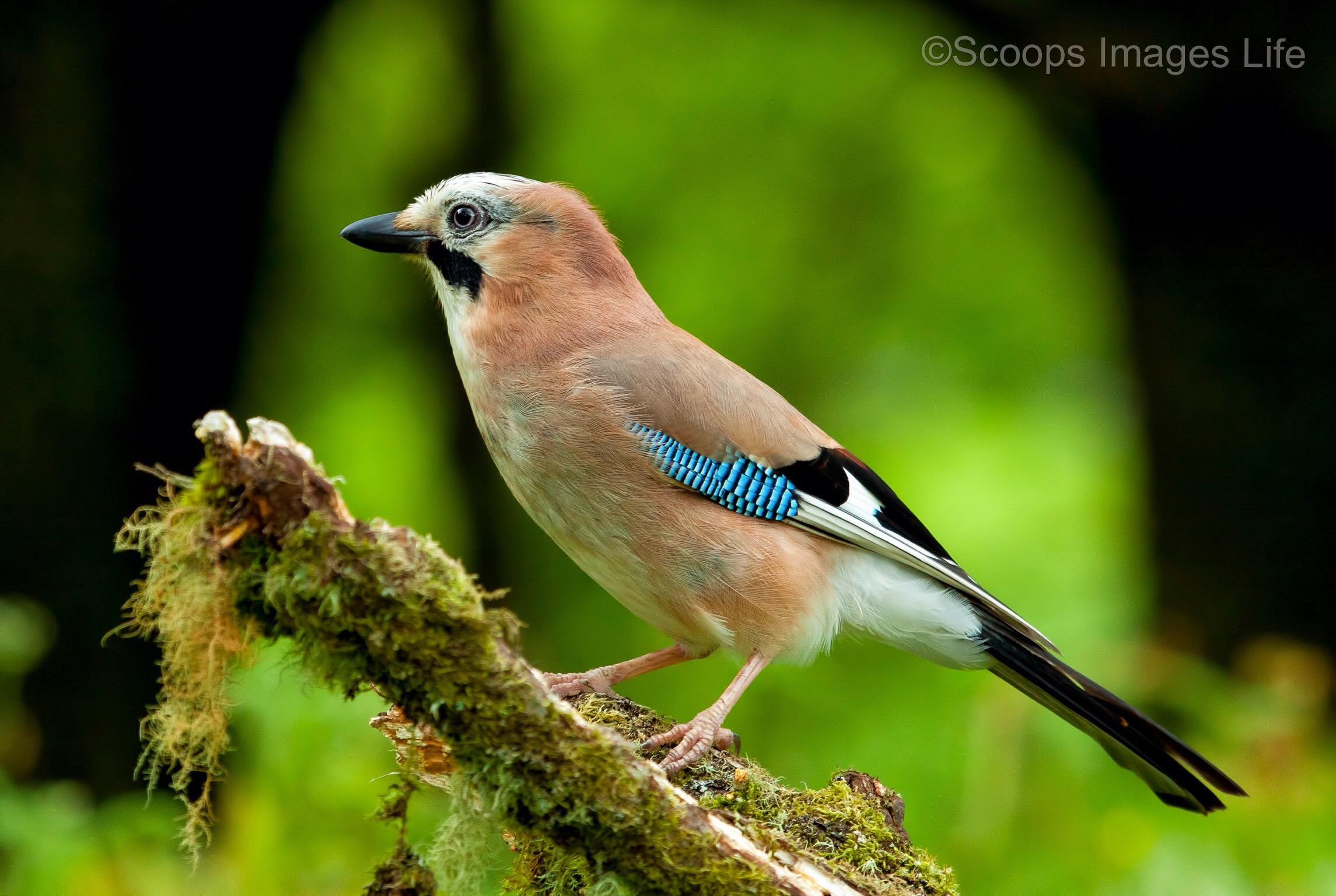 Jay Wallpapers Wallpaper Cave