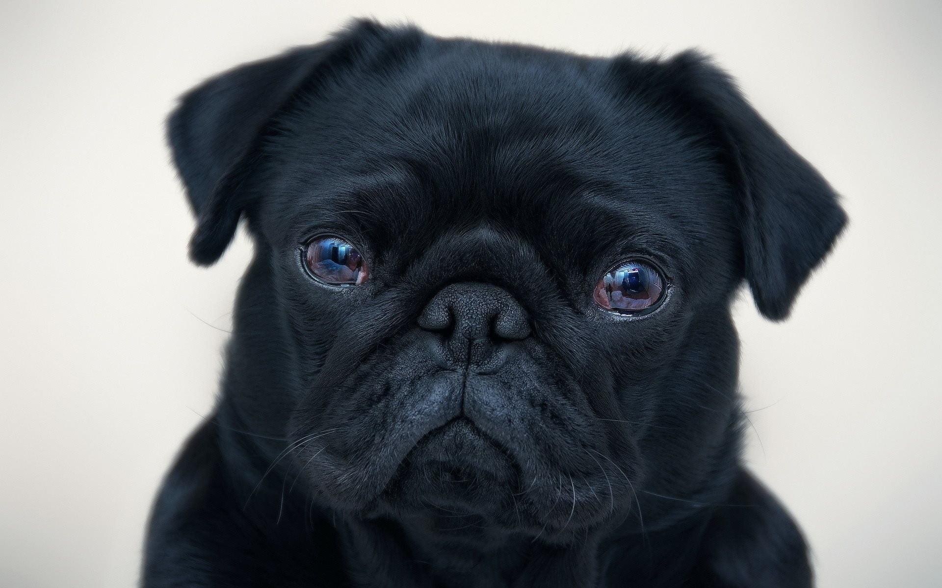 Brown And Black Pugs Wallpapers Wallpaper Cave