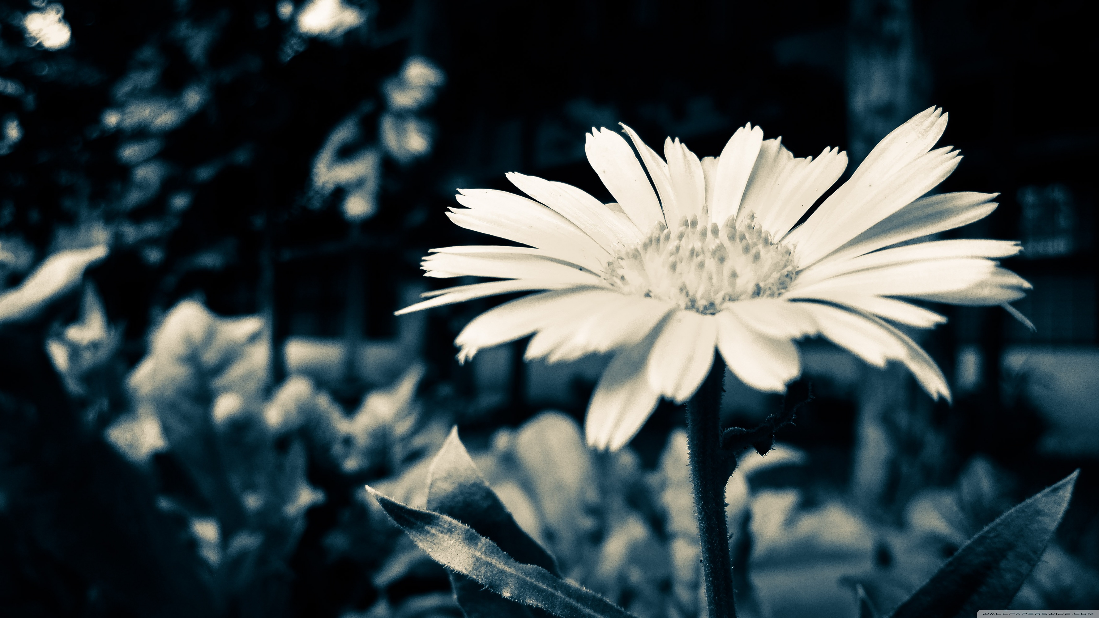 Mono Wallpapers Wallpaper Cave